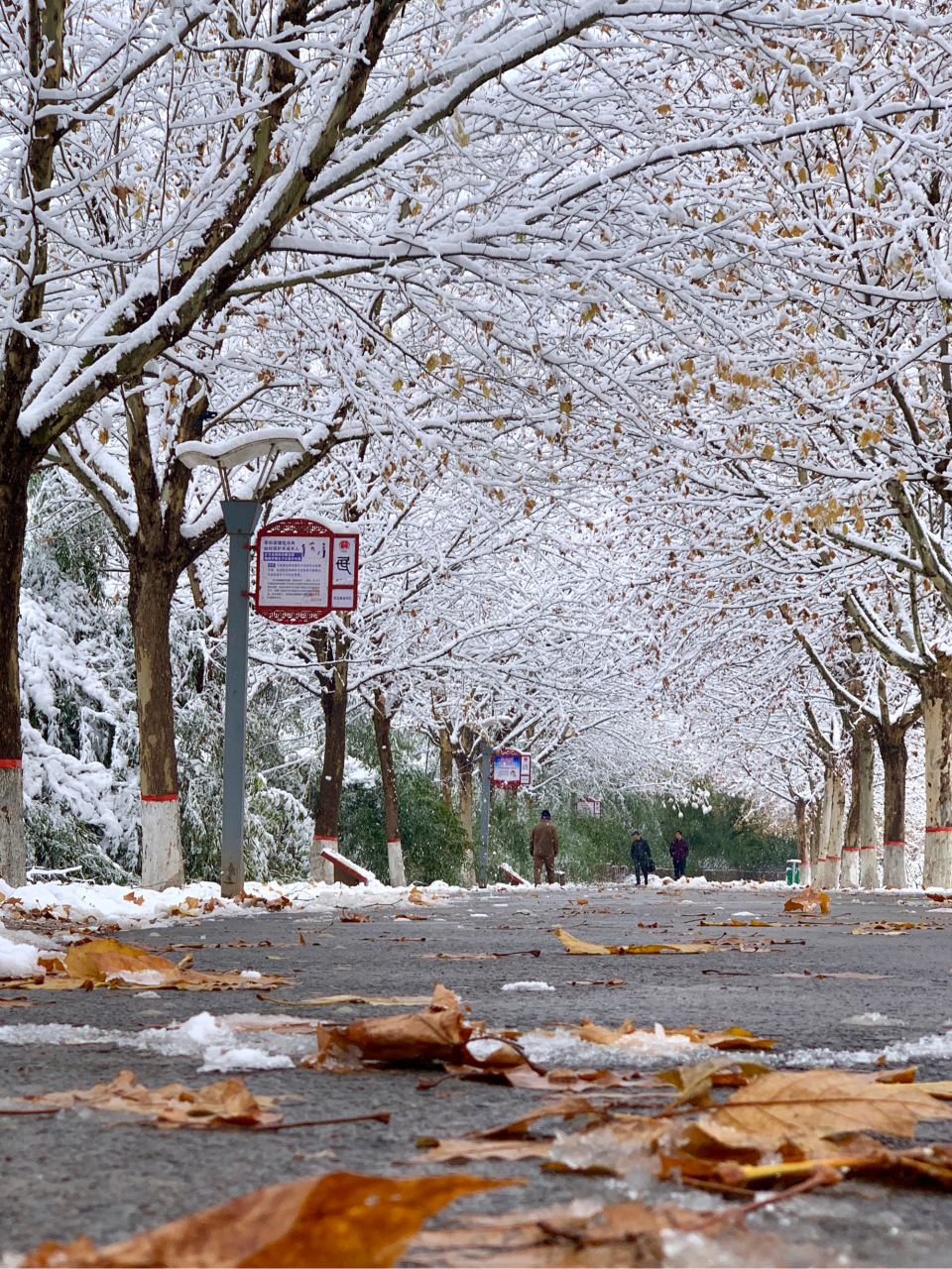 河南过冬怎么能没有# 今年冬天的第一场雪,没有想到竟然会下得这么篌