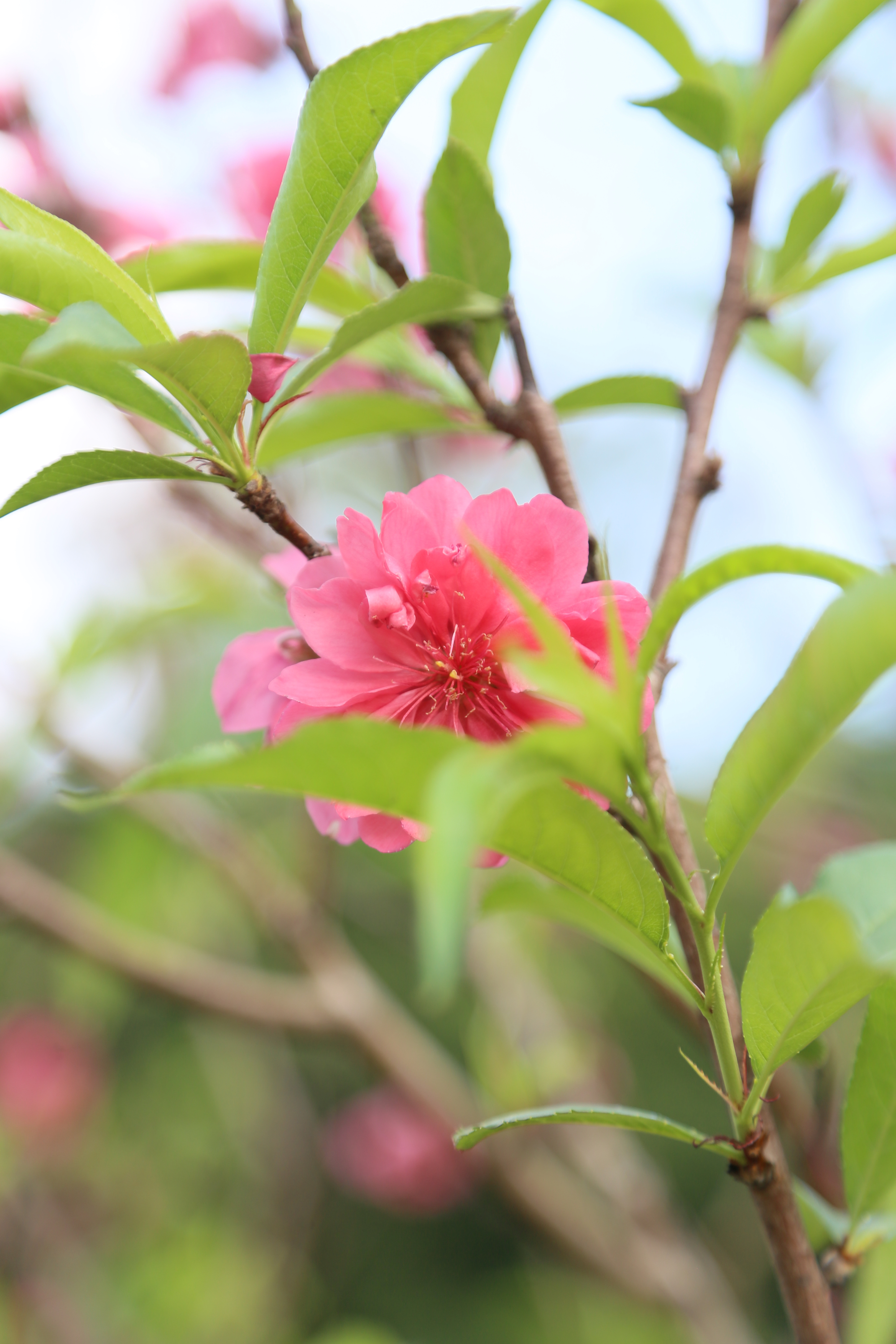 桃花半重瓣图片