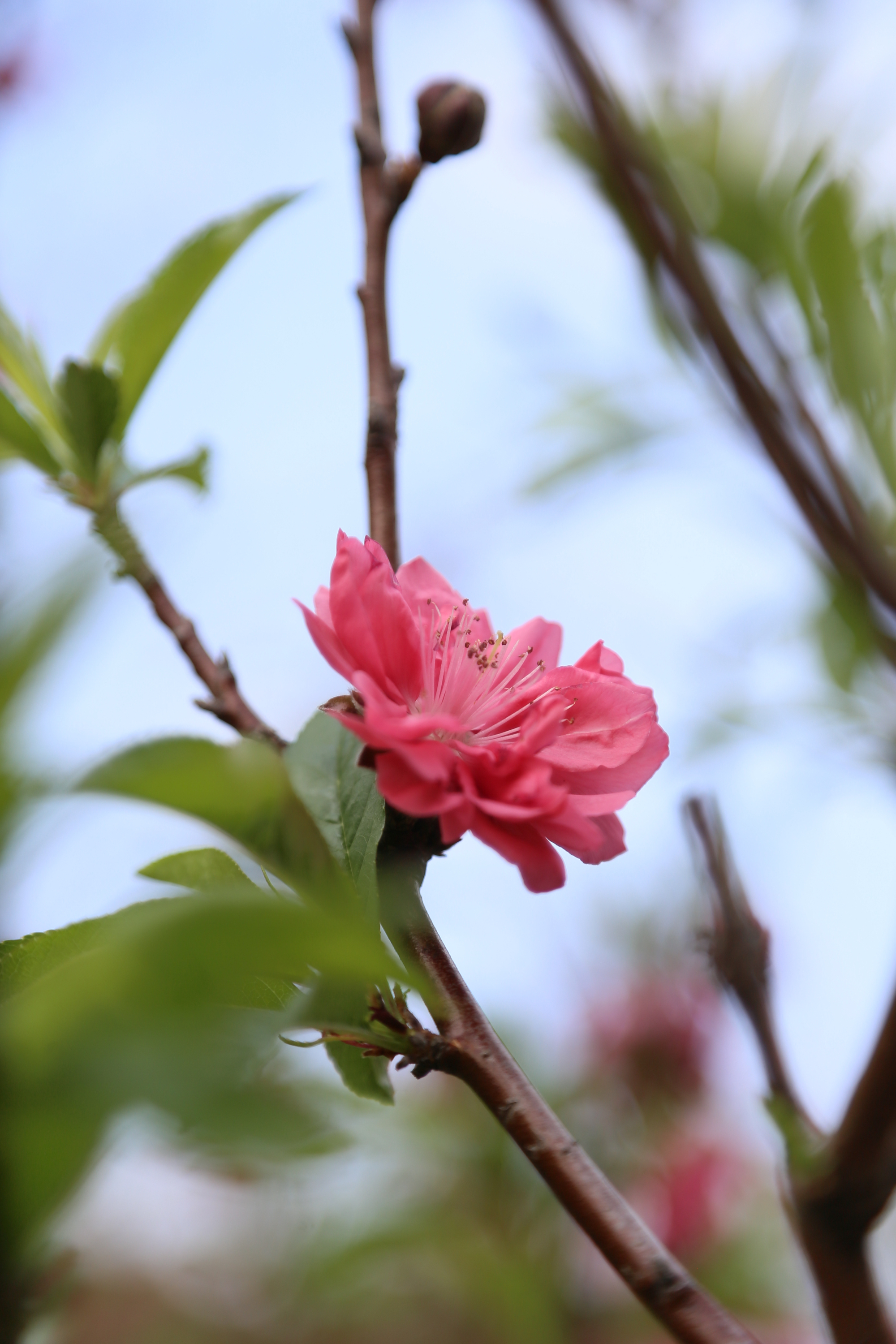 桃花半重瓣图片