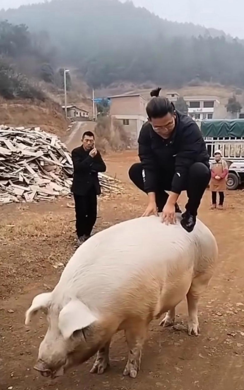 这是我们村一大哥养的猪,这头猪本来只有一两百斤的,结果让他养了个一