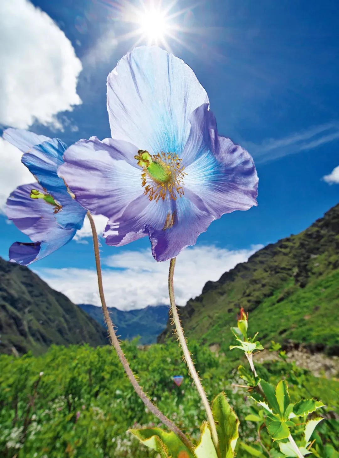 蓝花绿绒蒿为不丹国花 花语 顽强