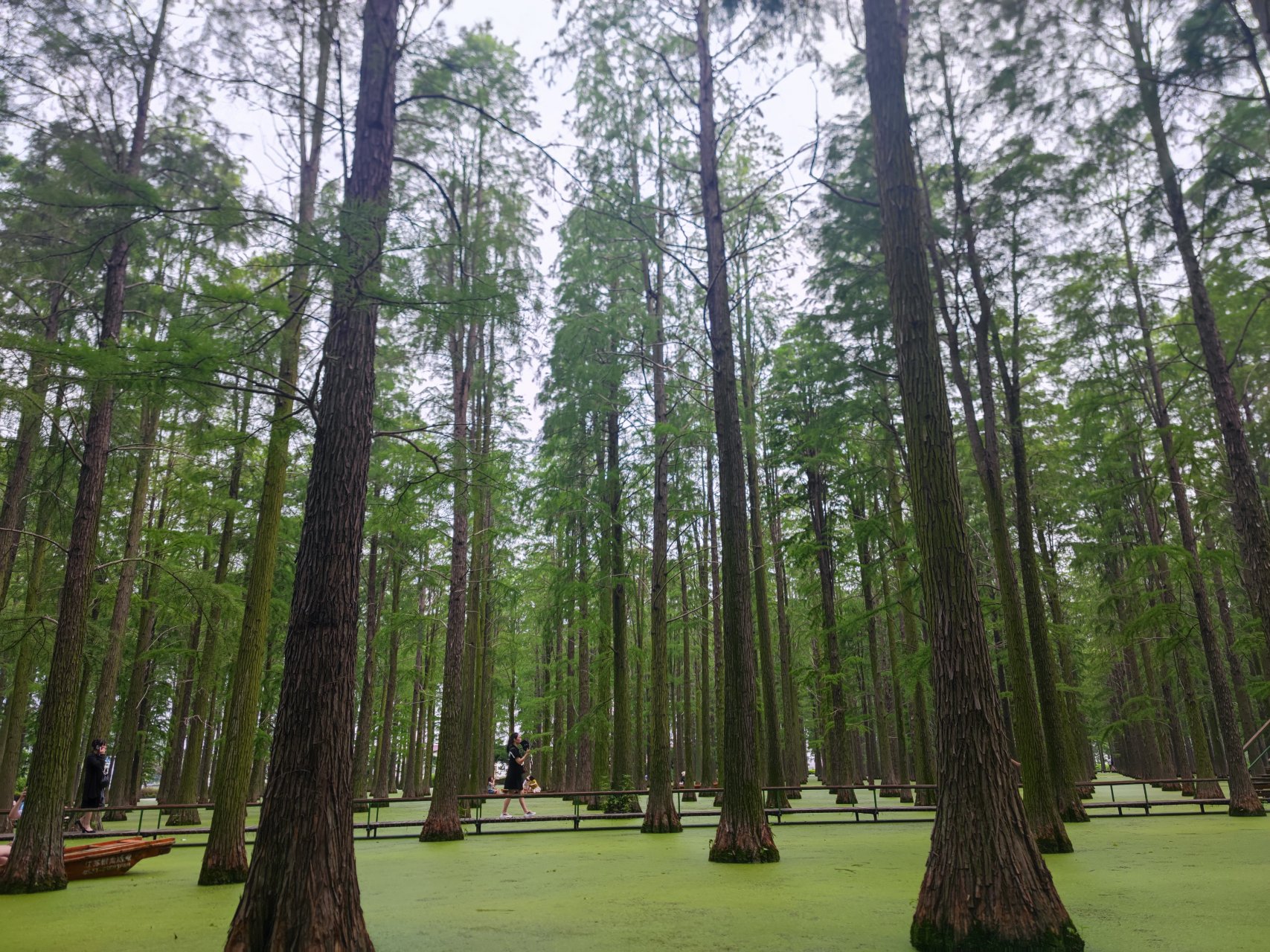 扬州水上森林公园,古树参天,鸟语花香.我漫步其中,恍若世外桃源.