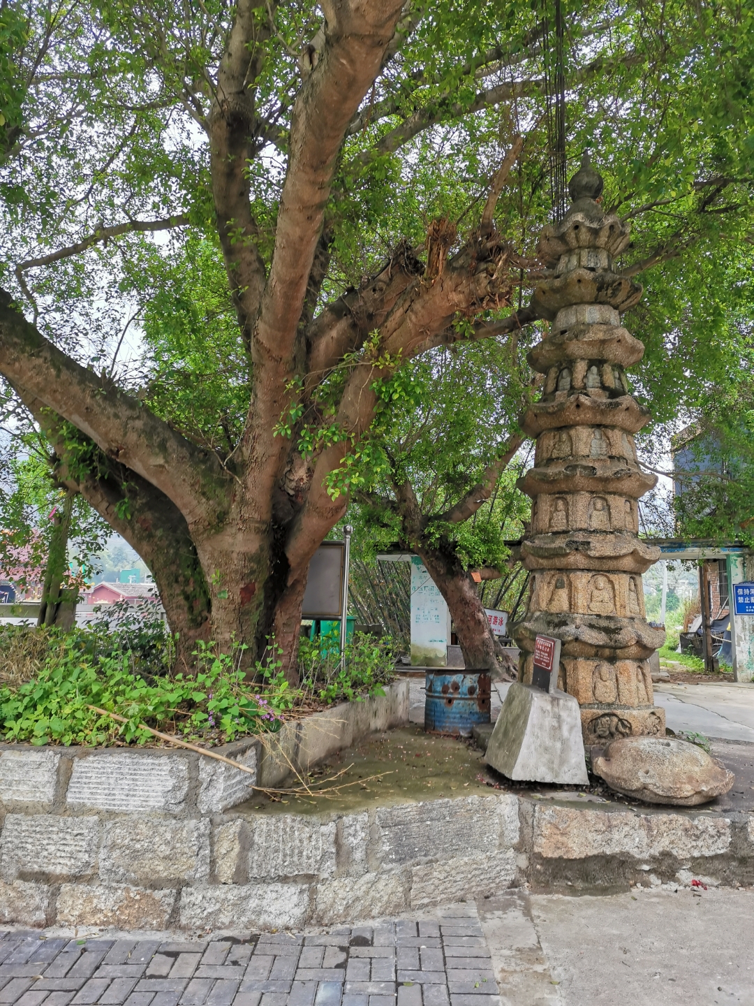 心灵树洞# 爱像一束光让我不怕黑 我是爷爷带到大的孩子,爷爷把所有