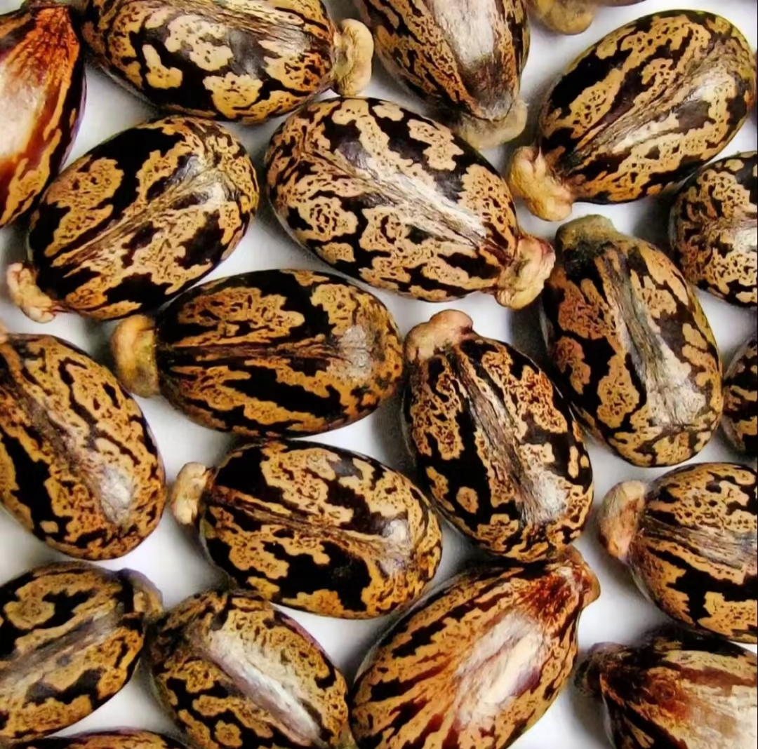 晚上好,大家都认识这是什么种子吗?这就是蓖麻,谁家有啊?