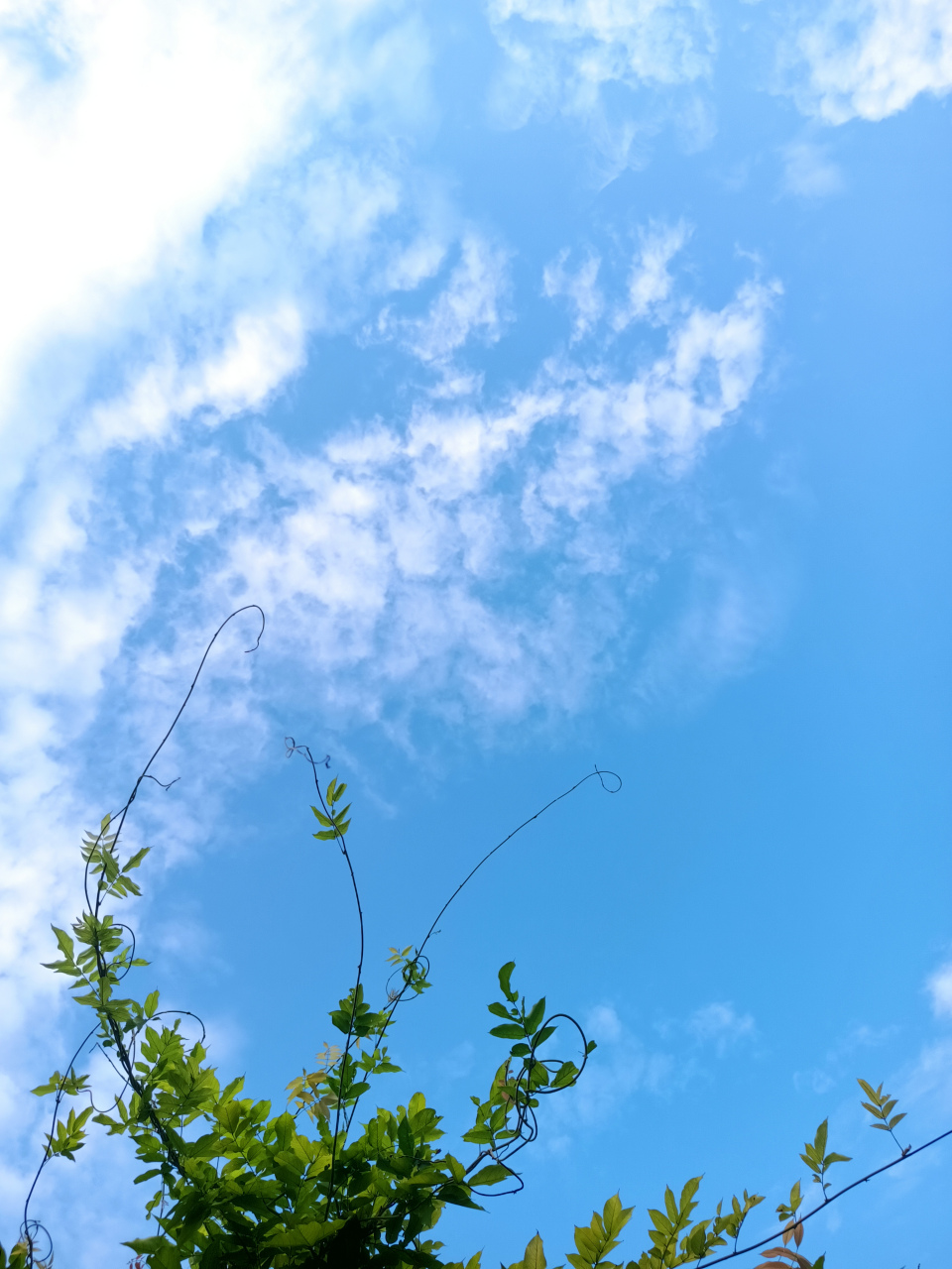 七月的天空,瓦蓝澄澈.蓝天白云,自由自在