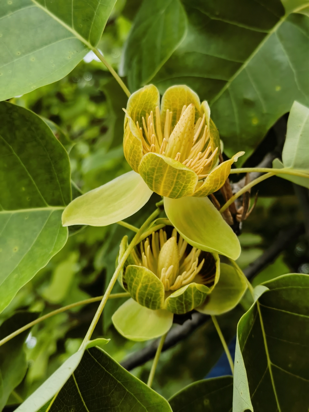 马褂木开花 马褂木因其叶子像古时的马褂而得名,叶子有特色,花也很
