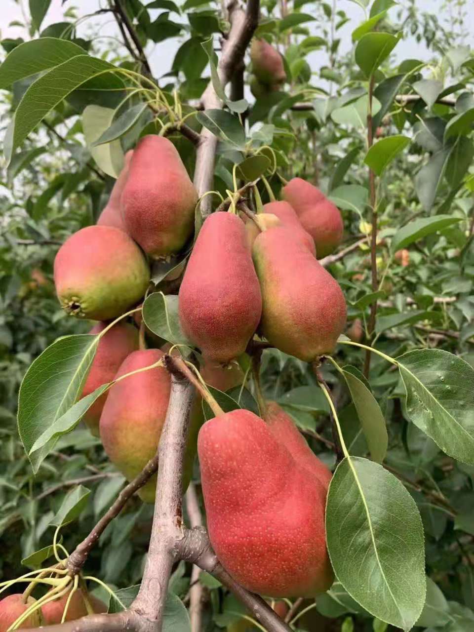 红贵妃梨树苗,还有200棵,需要的抓紧时间下单了