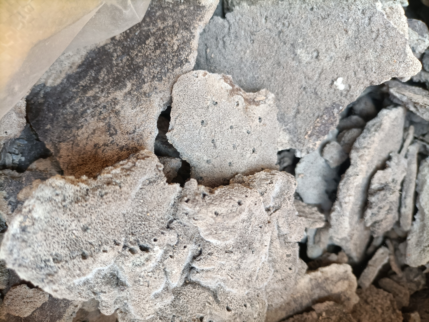 紫梢花 紫稍花 紫霄花中药材 老家河里常见的植物,是一价难求的中药材