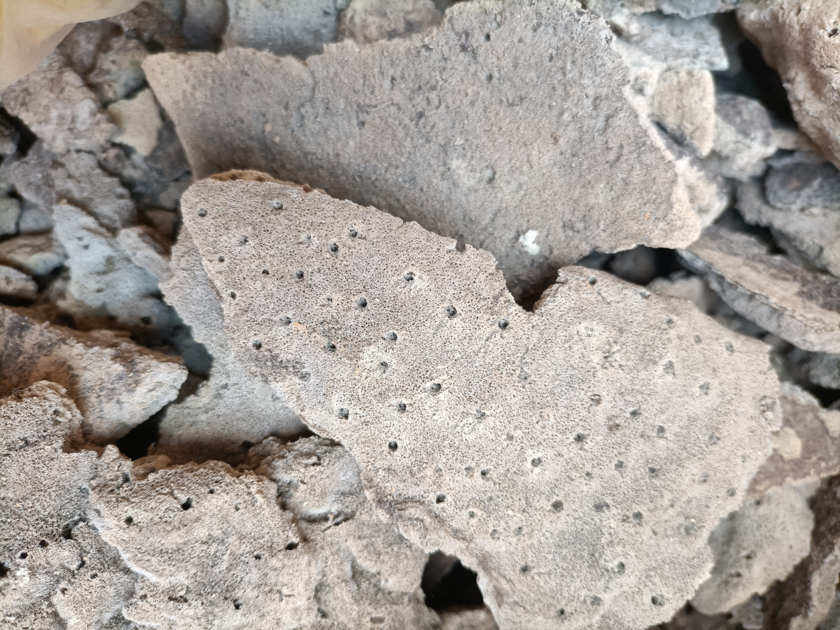 紫梢花 紫稍花 紫霄花中药材 老家河里常见的植物,是一价难求的中药材