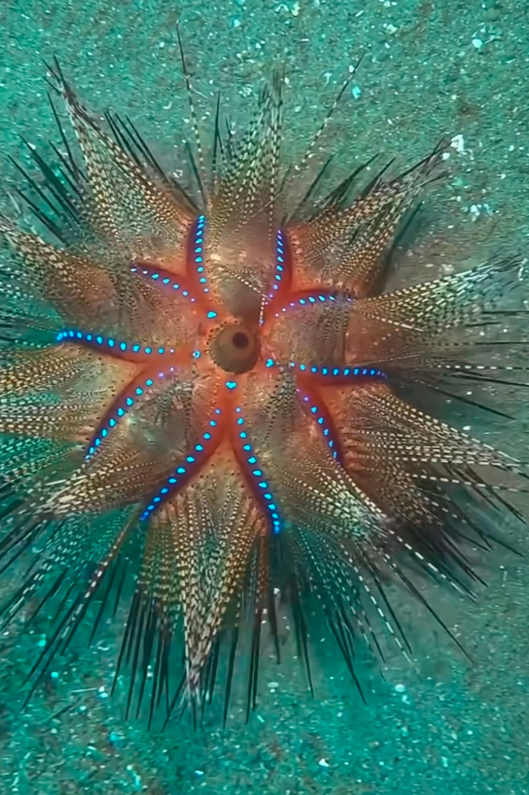 探索海洋的奇妙,美丽的海胆,那个点点会变色,蓝色,紫色绿色.