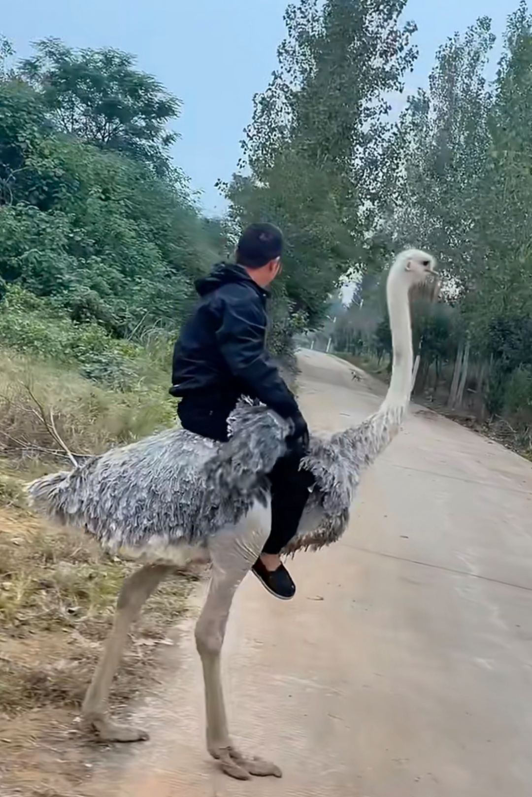 但是鸵鸟快乐么?