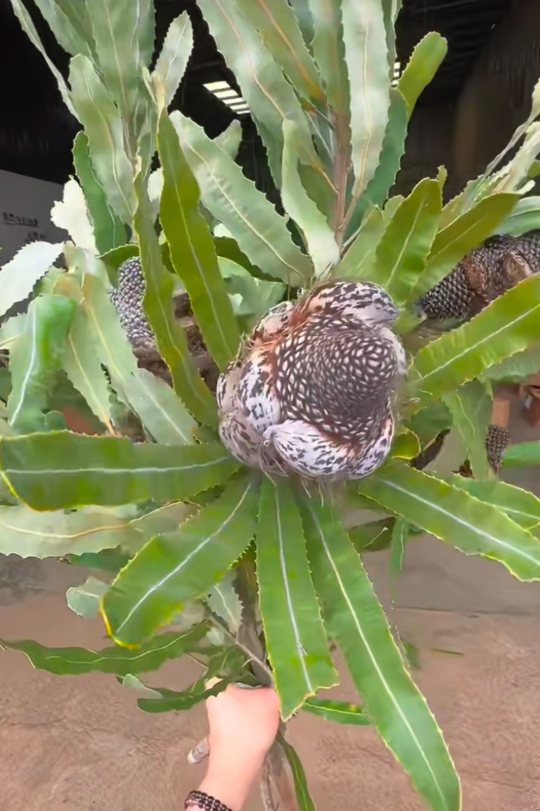 在云南,看见很多奇奇怪怪的花,问他们说叫斑克木.