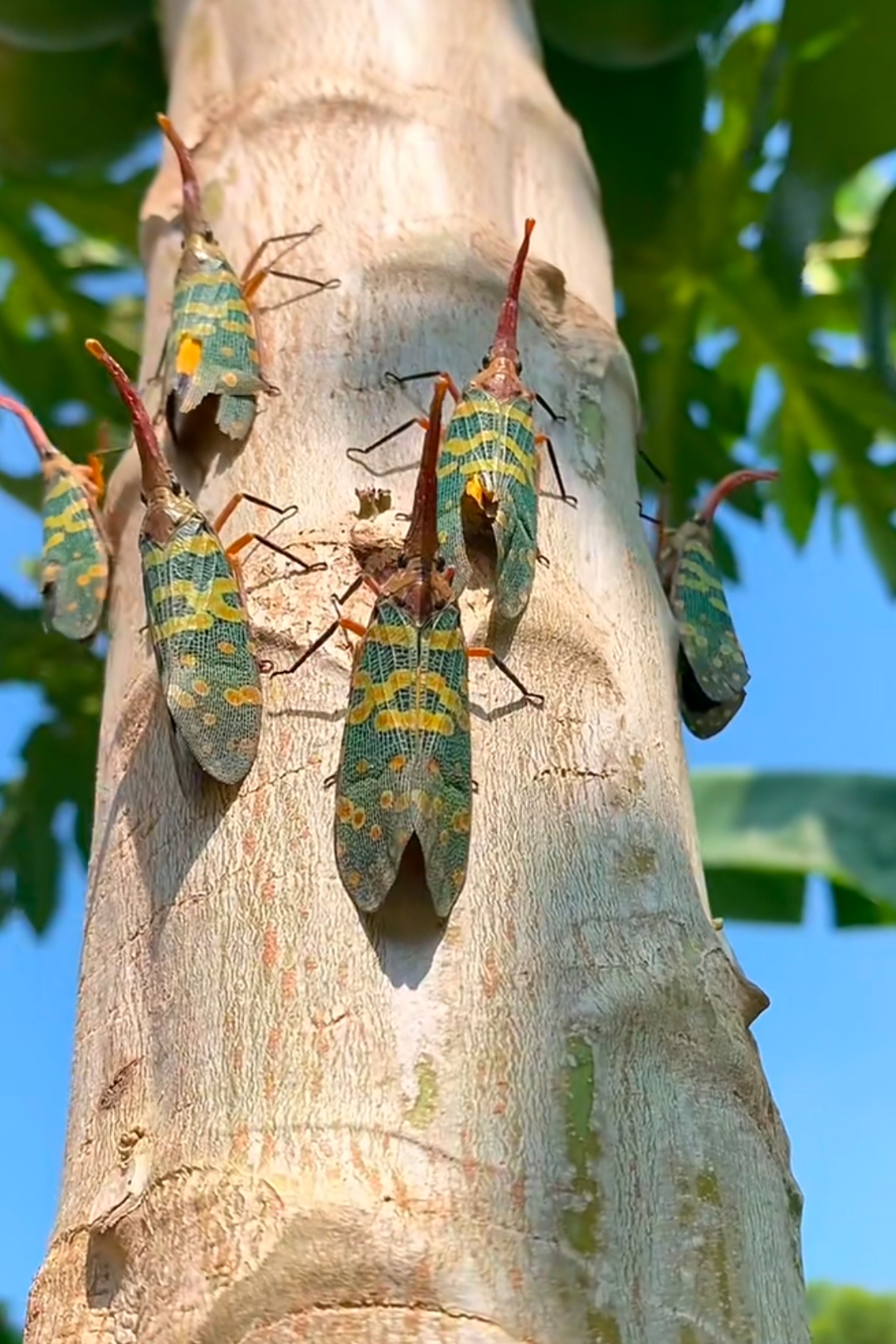 这树上的昆虫,广东叫龙眼鸡,听说可以吃的