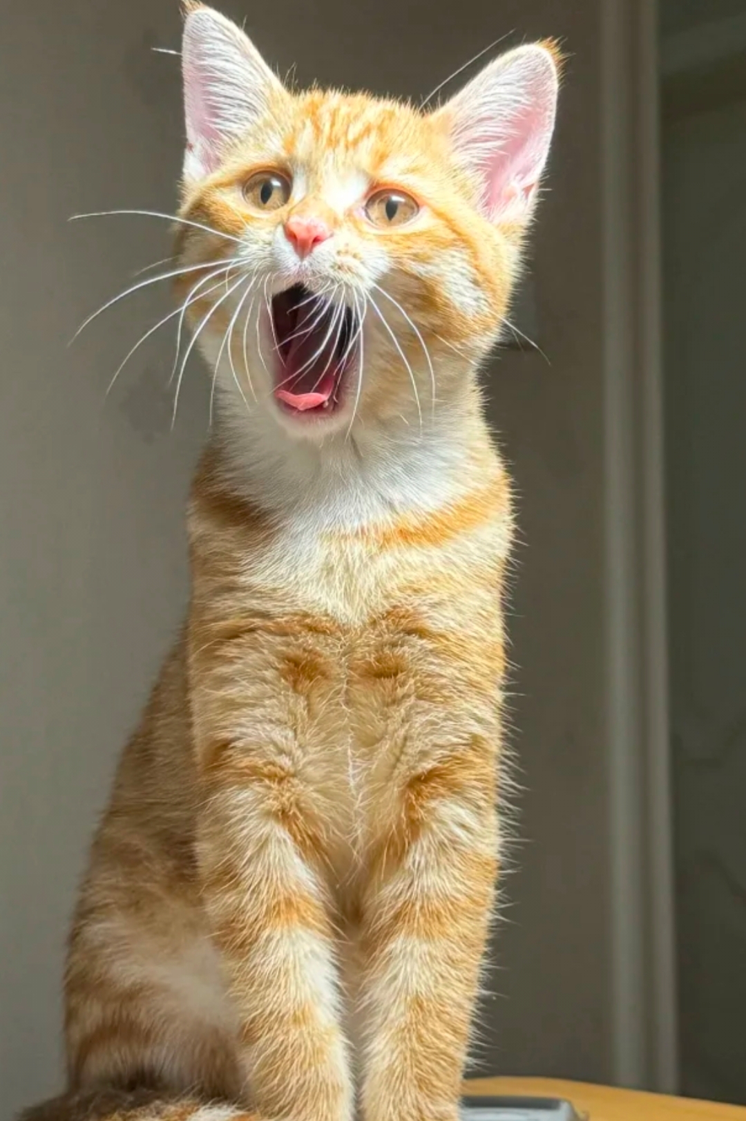 小猫打哈欠的时候嘴巴咧很开