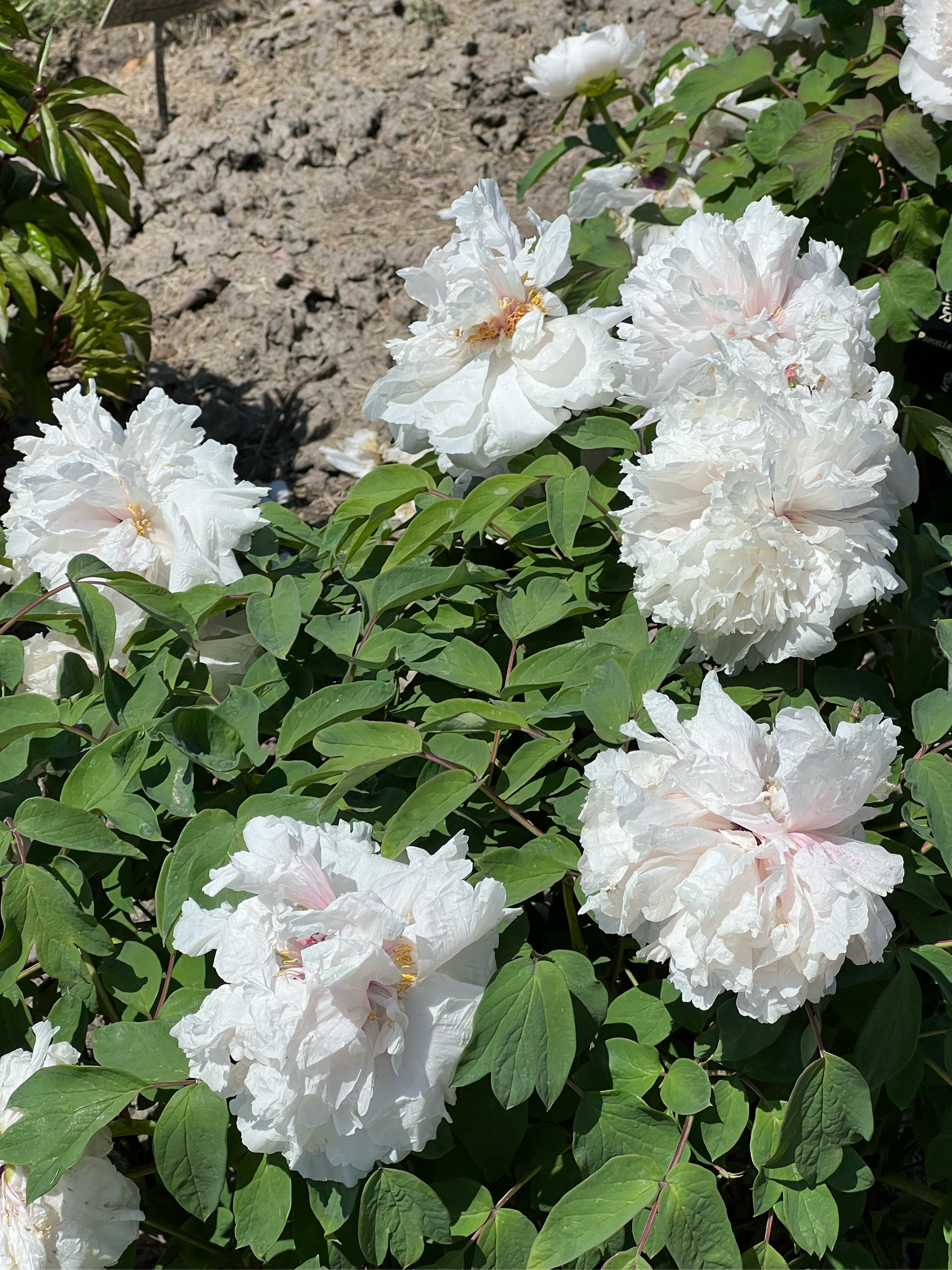 植物园里的白雪塔牡丹,花朵硕大,洁白高雅,初开时绿白色,盛开时呈
