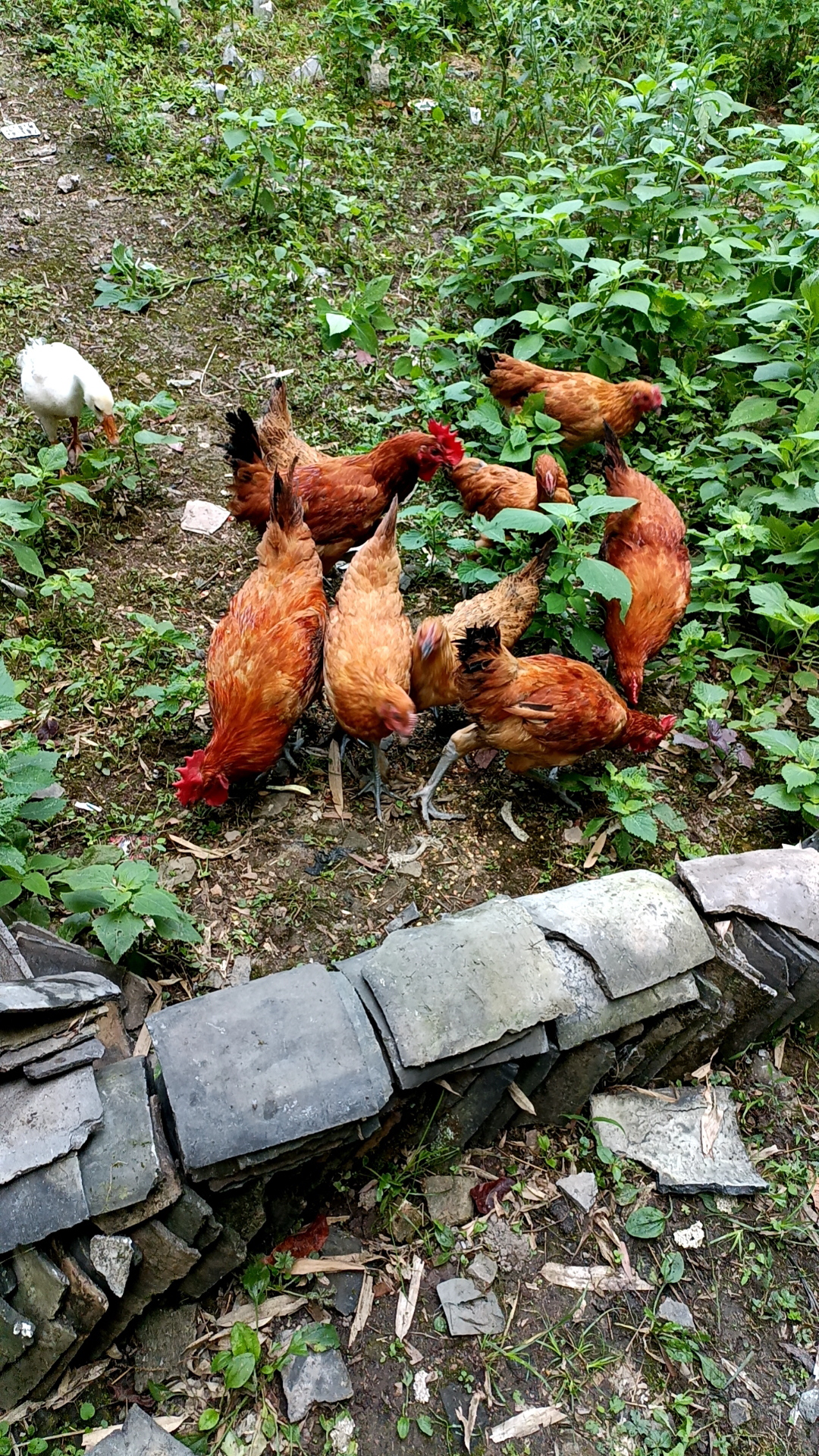 鸡群觅食图