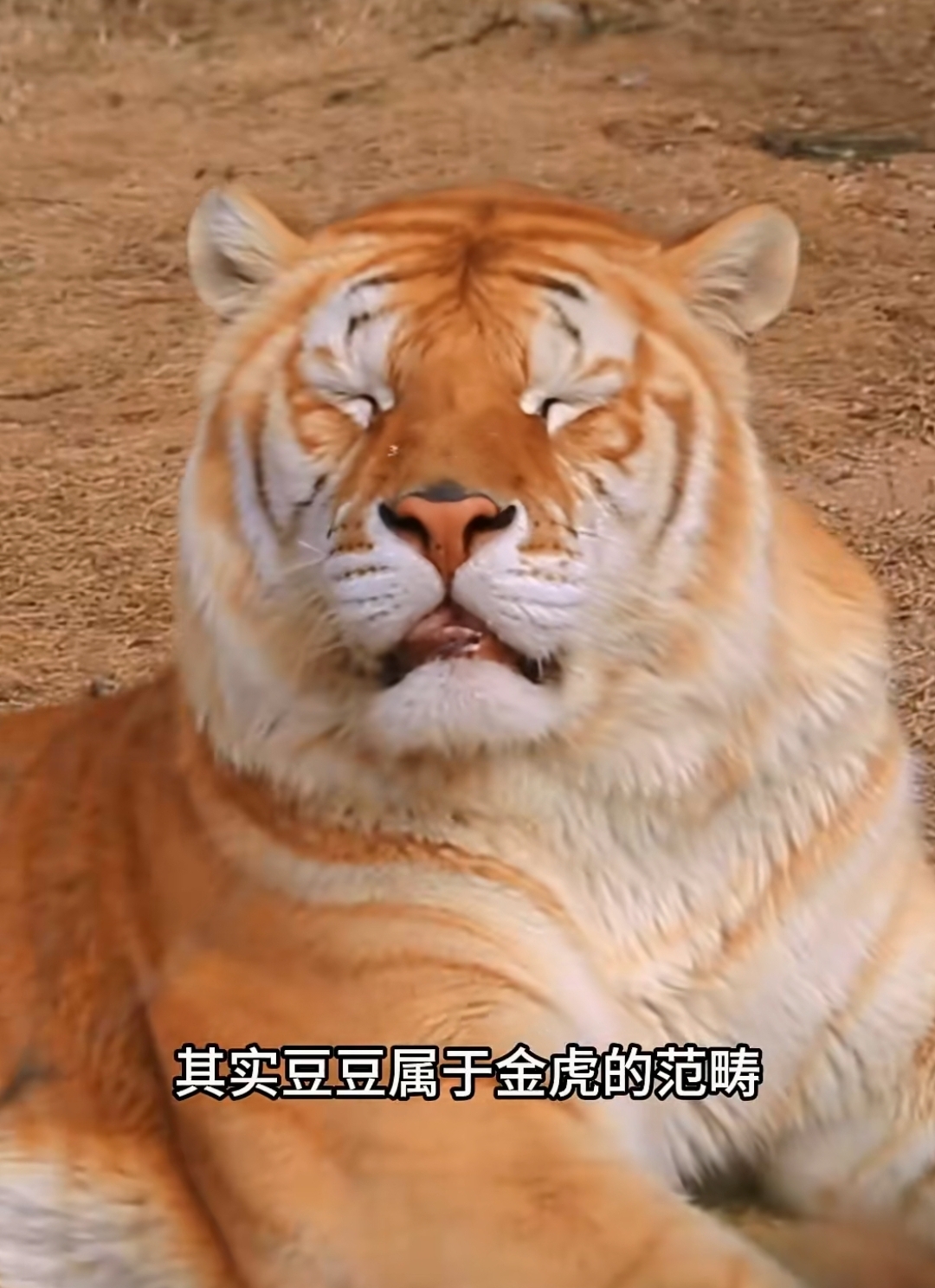 这老虎威风凛凛的形象和那可爱的名字"豆豆"形成了鲜明反差,一下子就