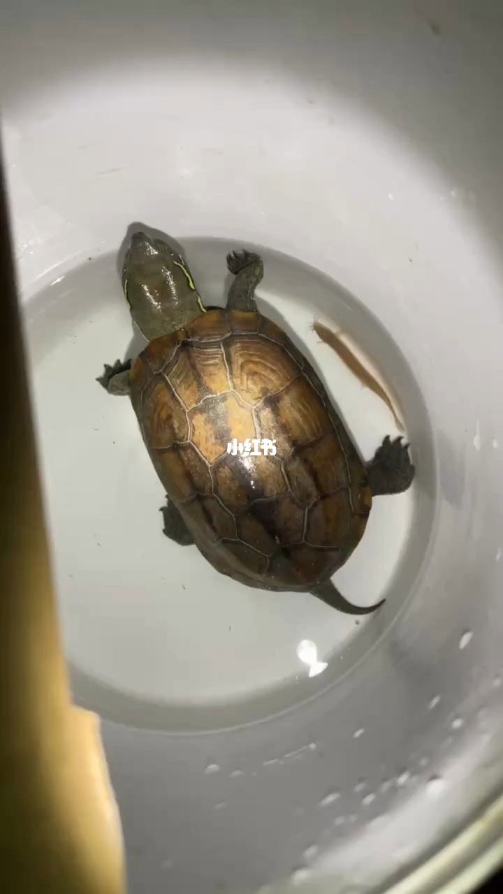 几只极品大头草龟