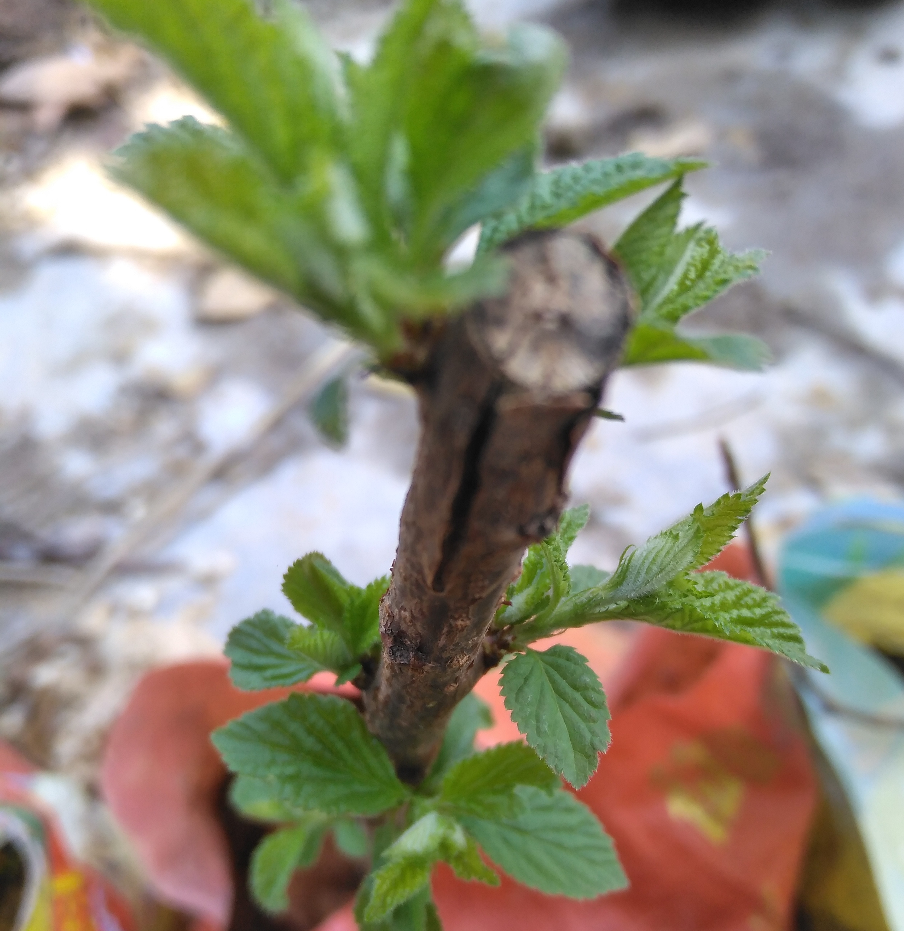 春天一到,马上又是栽树的季节,在百度小店购树苗千万小心,坑爹的太多