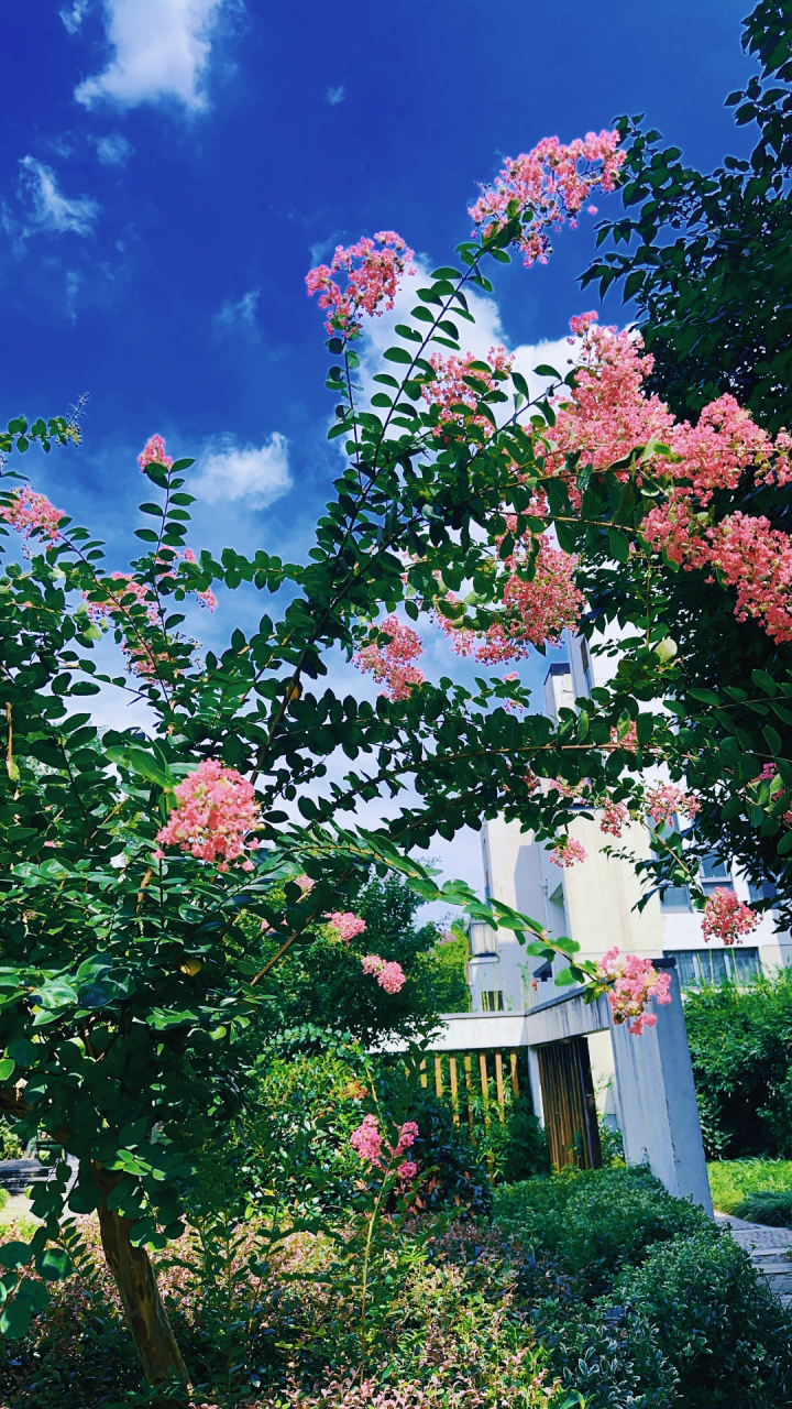 秋日花园,满树繁花似锦,美不胜收.