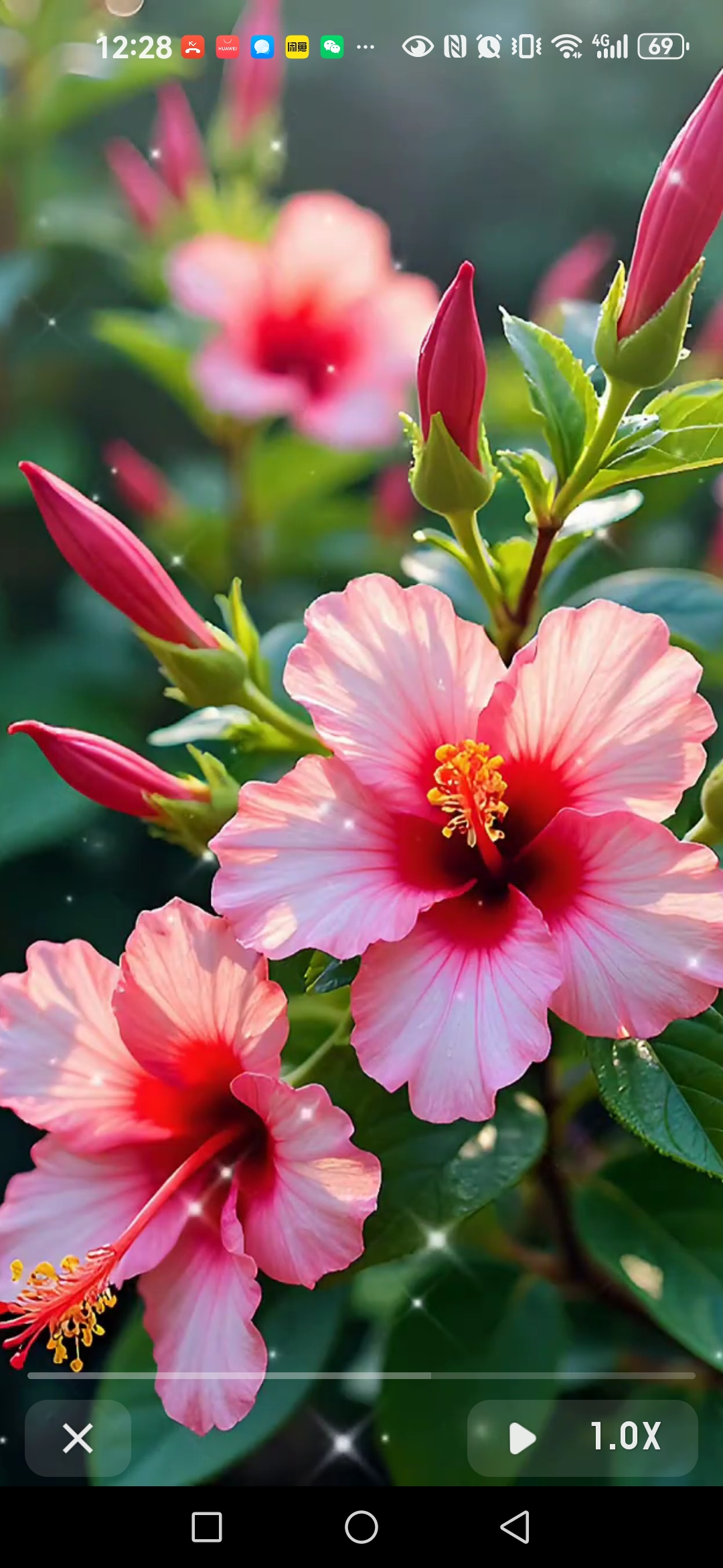 秋天的芙蓉花特别好看,就像刚刚被水滋润过一样,鲜嫩娇艳