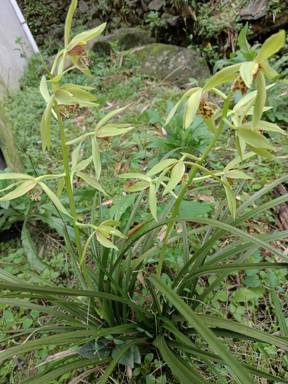 老山兰花草图片