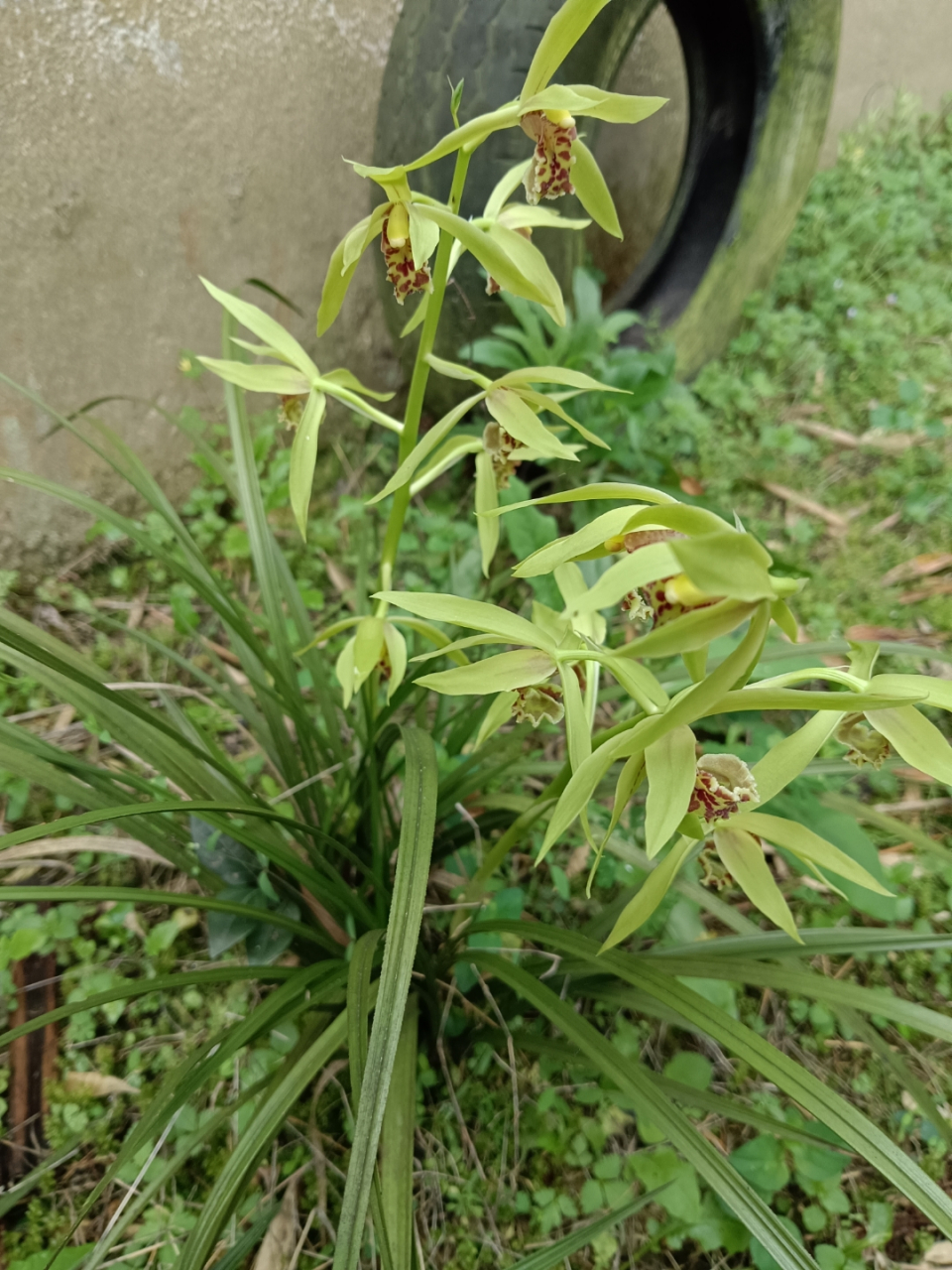 老山兰花草图片