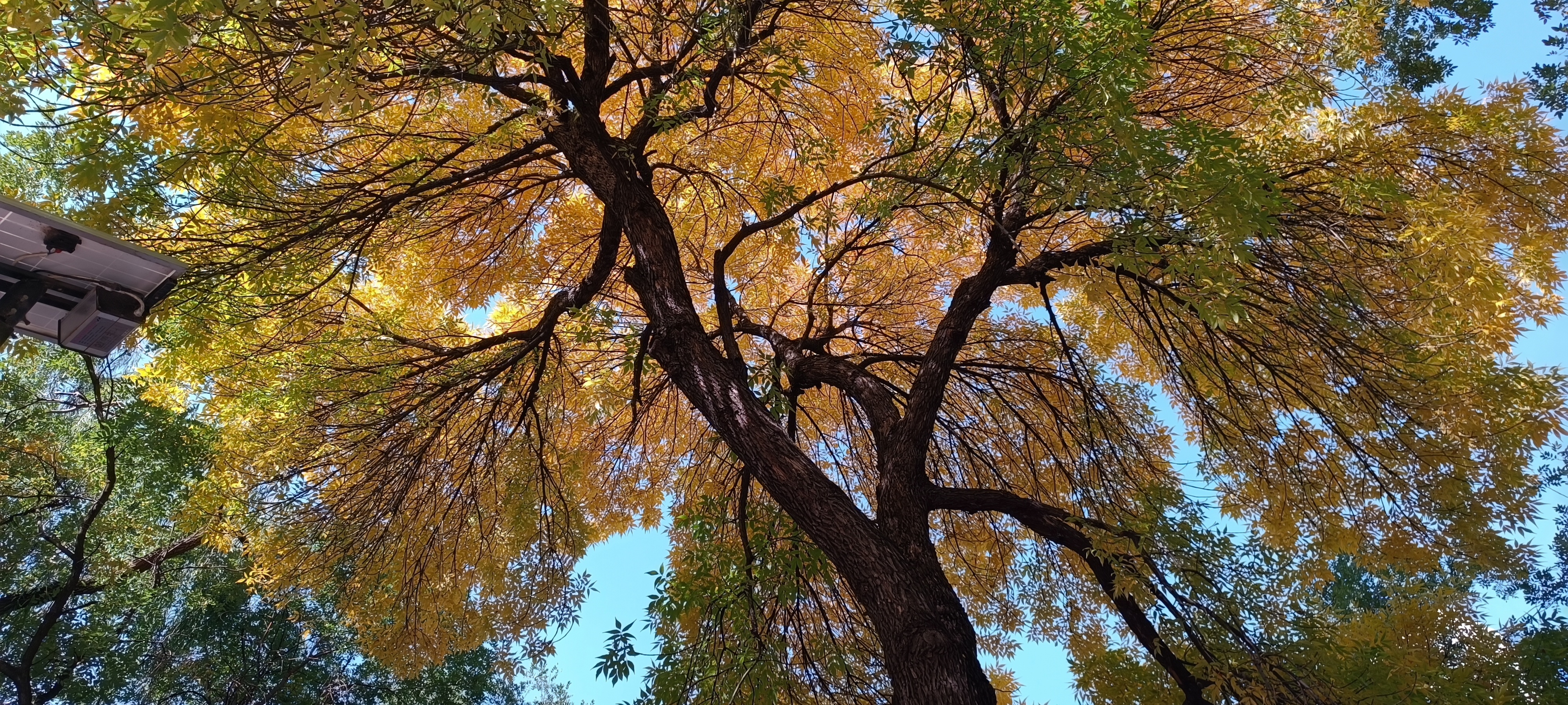 当大地的温度逐渐降低,微风吹拂着脸庞,一片片叶子纷纷从枝头飘落而下