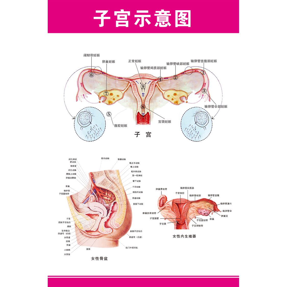 重格子宫图片