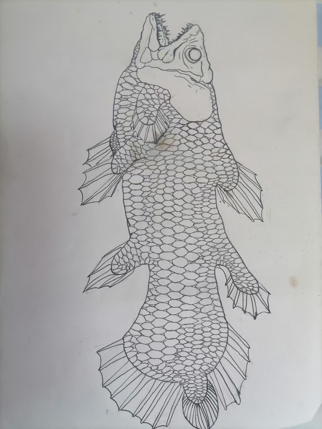 秀儿满地跑,原创满屏飘 腔棘鱼 马克笔&钢笔纯插画 非搬运,个人原创