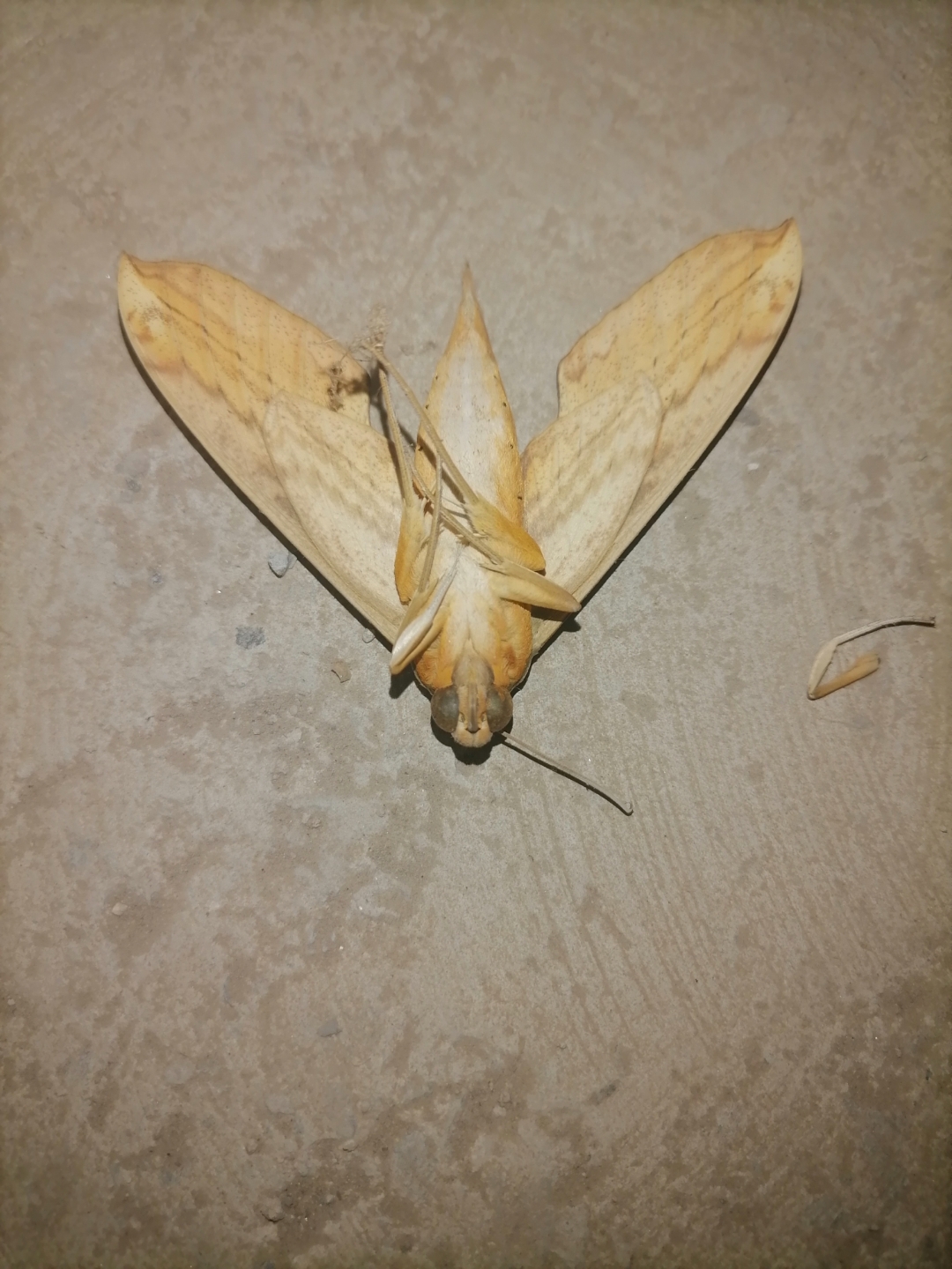 发现一只枯叶蝶