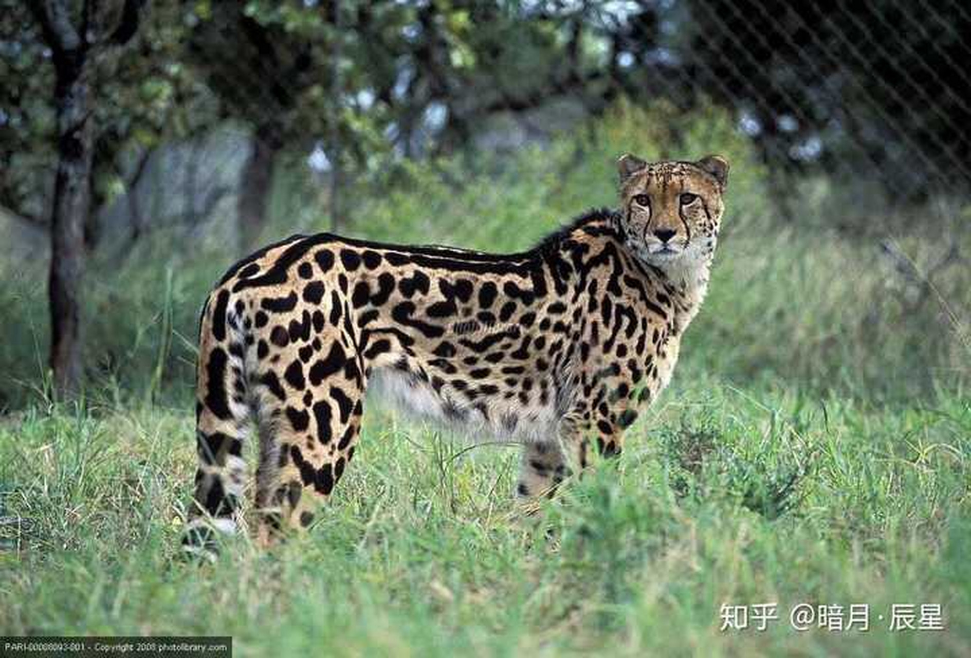 猎豹可不止一种,还有白化猎豹与王猎豹
