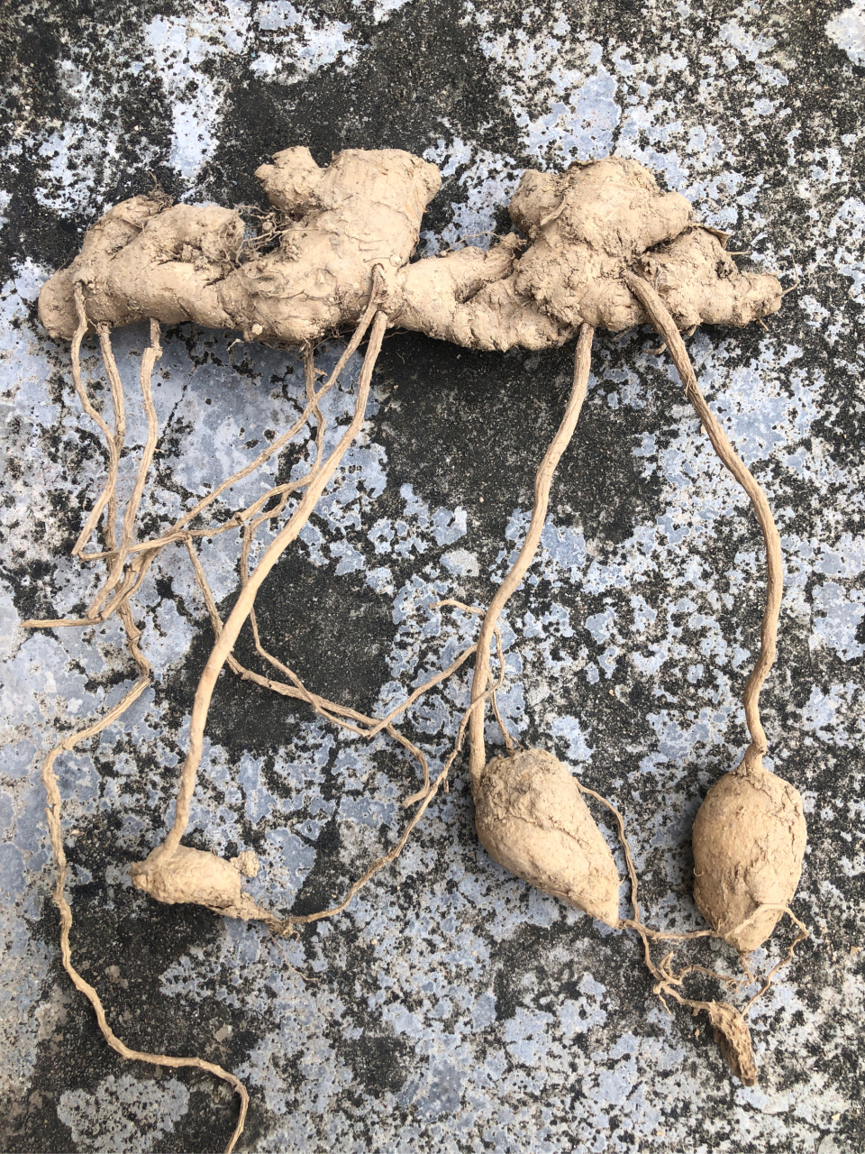 大家你好[握手]请问这种植物认识吗?