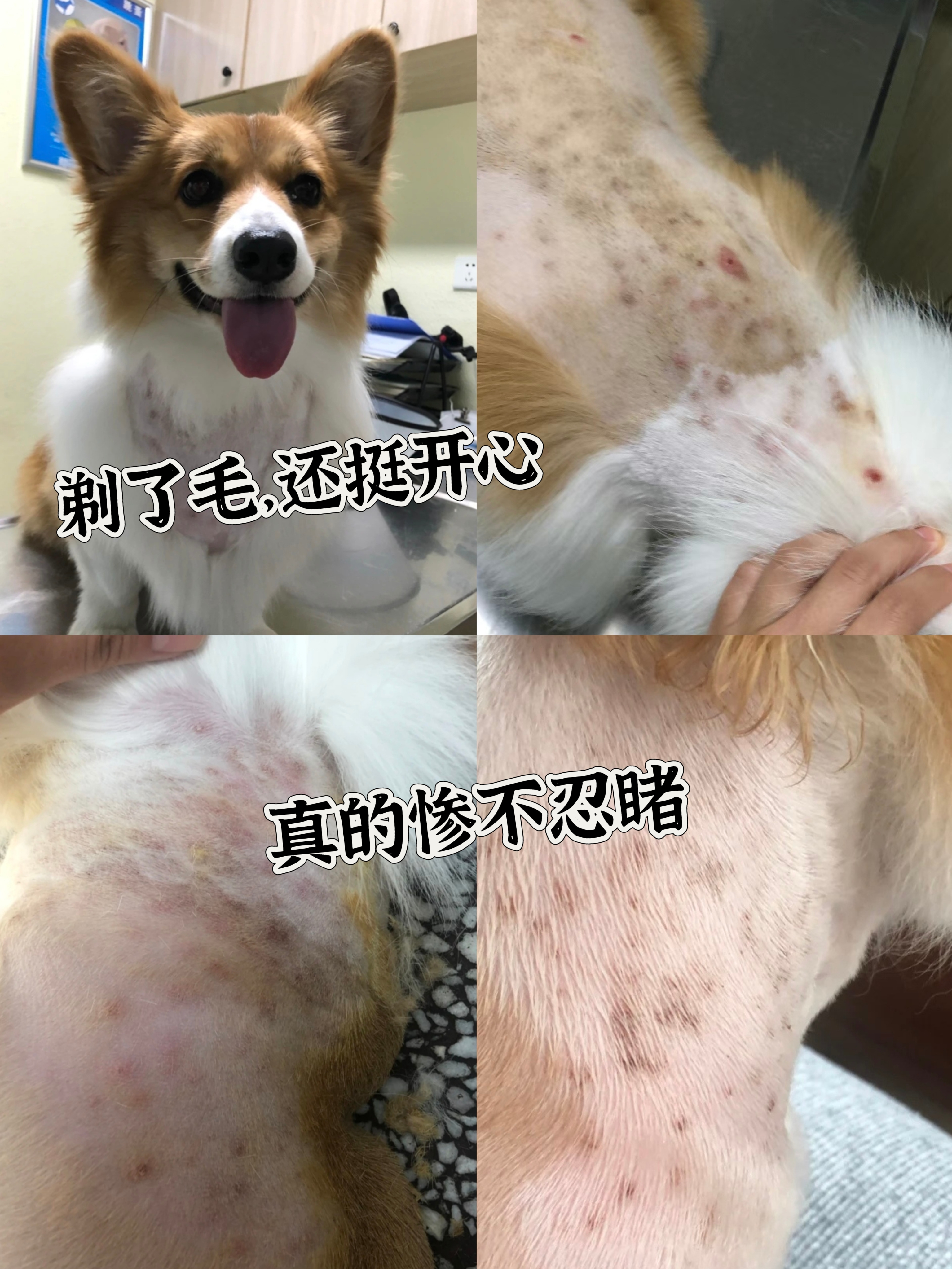 柯基皮肤病两周痊愈!