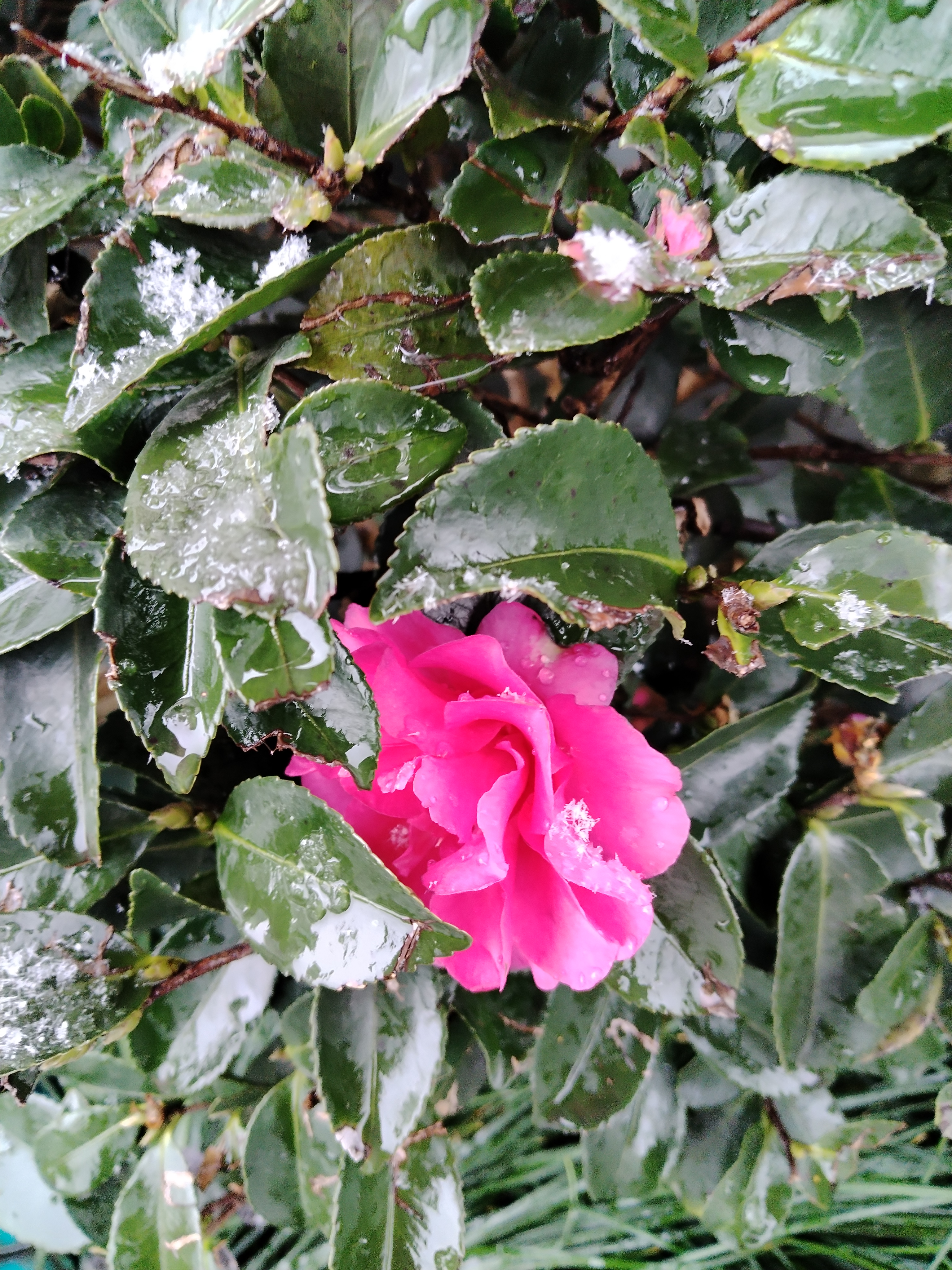 7615冬天的奇迹:粉色雪花下的浪漫传说94  94亲爱的,你知道吗