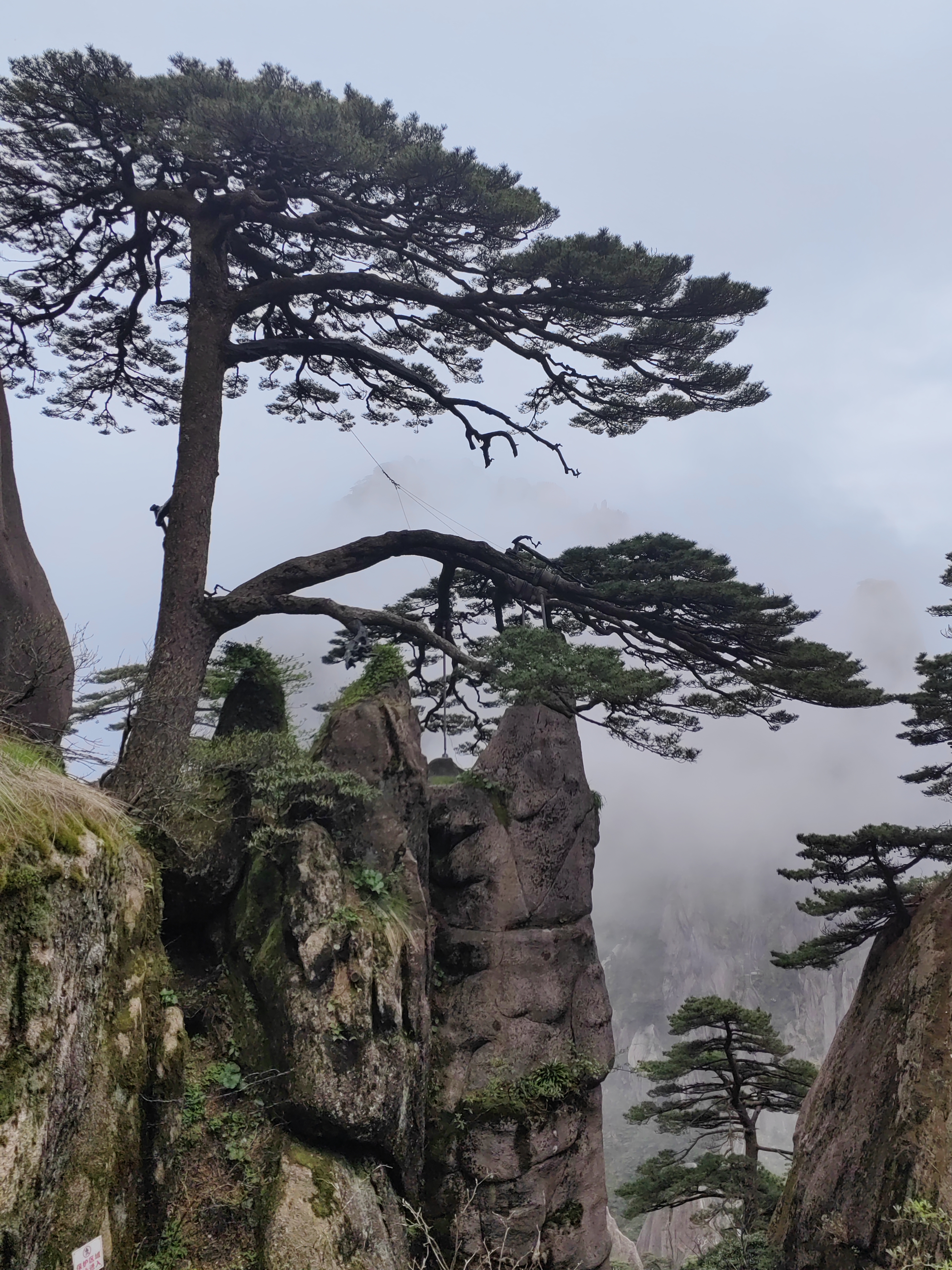 探秘自然秘境,邂逅未知之美  黄山归来不看山,满山是灰褐色岩石和松树