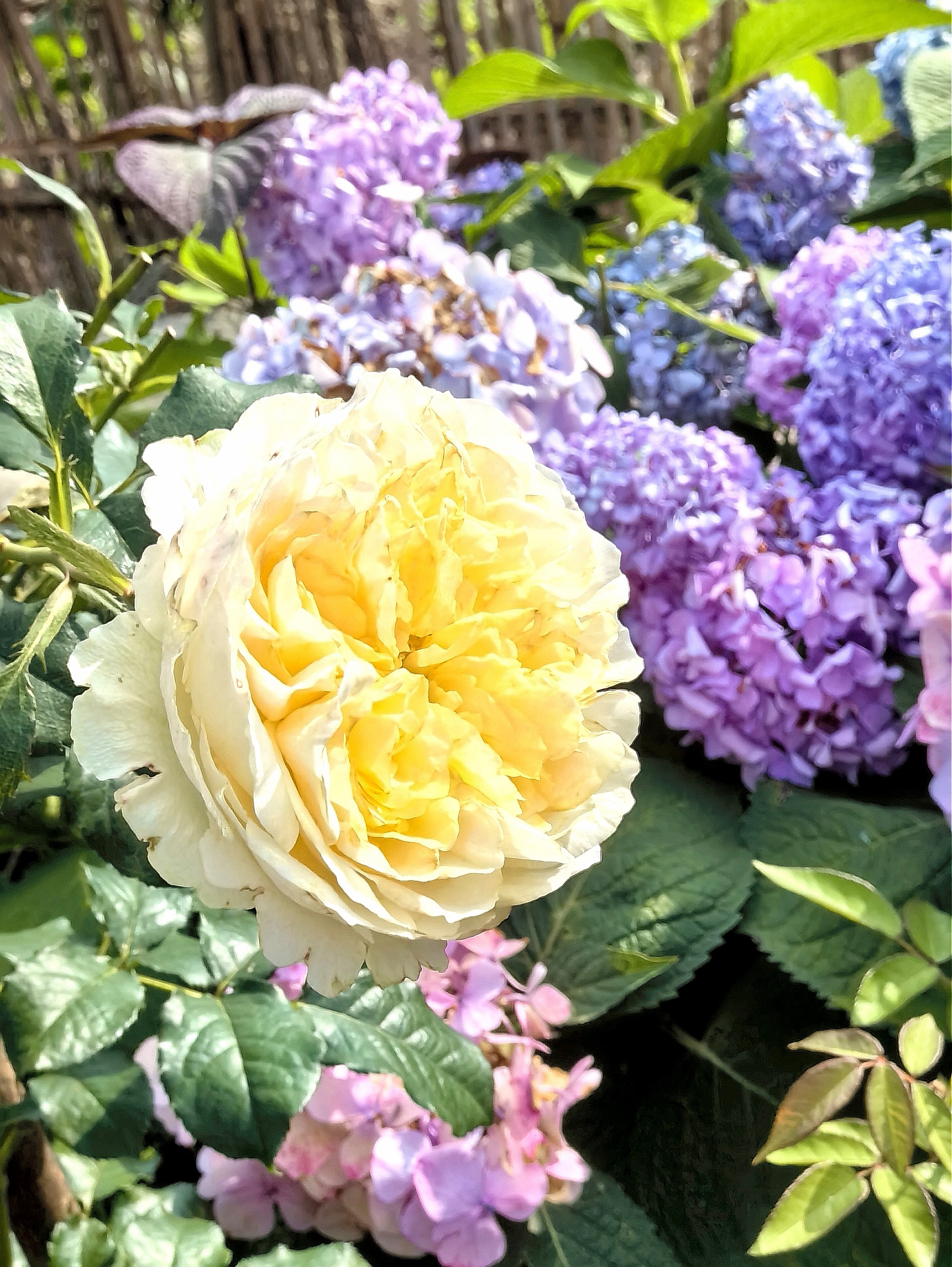 让人又爱又恨的月季碧翠丝,一万次想拔掉又一万次被种草,大爱它多变的