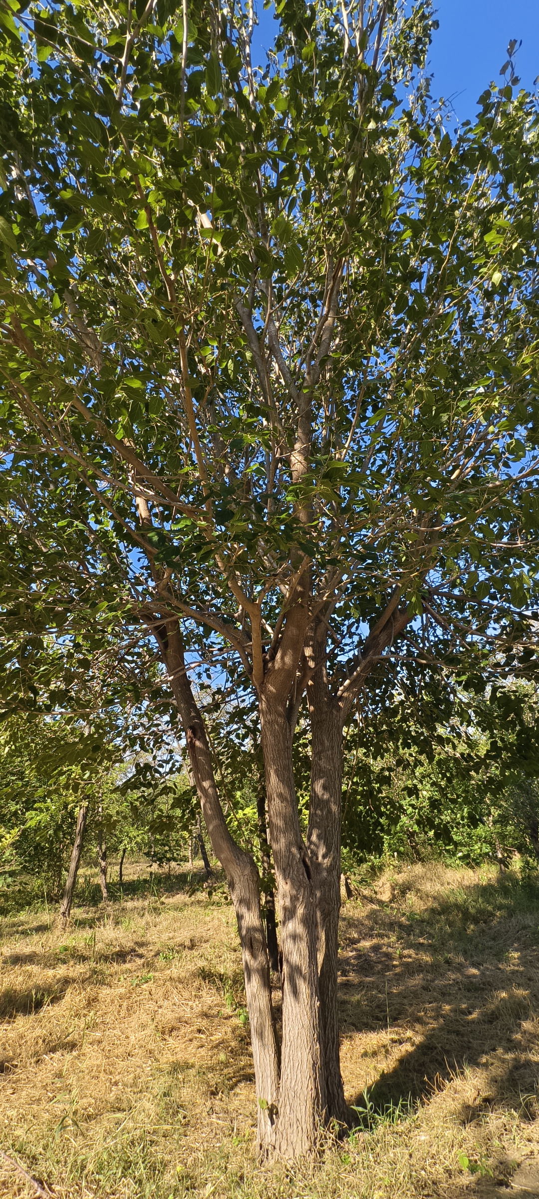 古有桃园三结义, 今有一树三相依