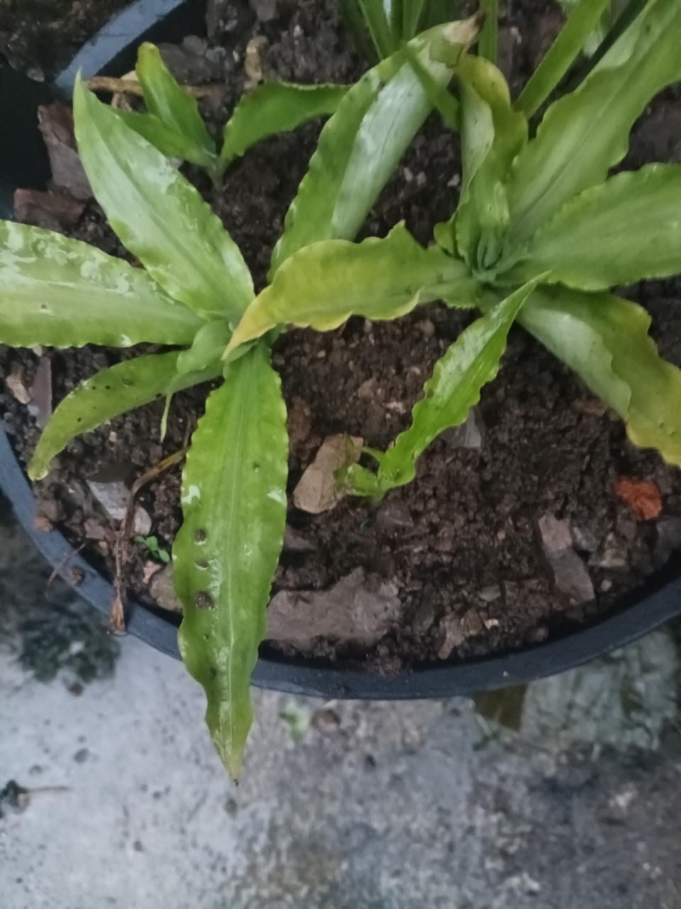 双肾草地上部分