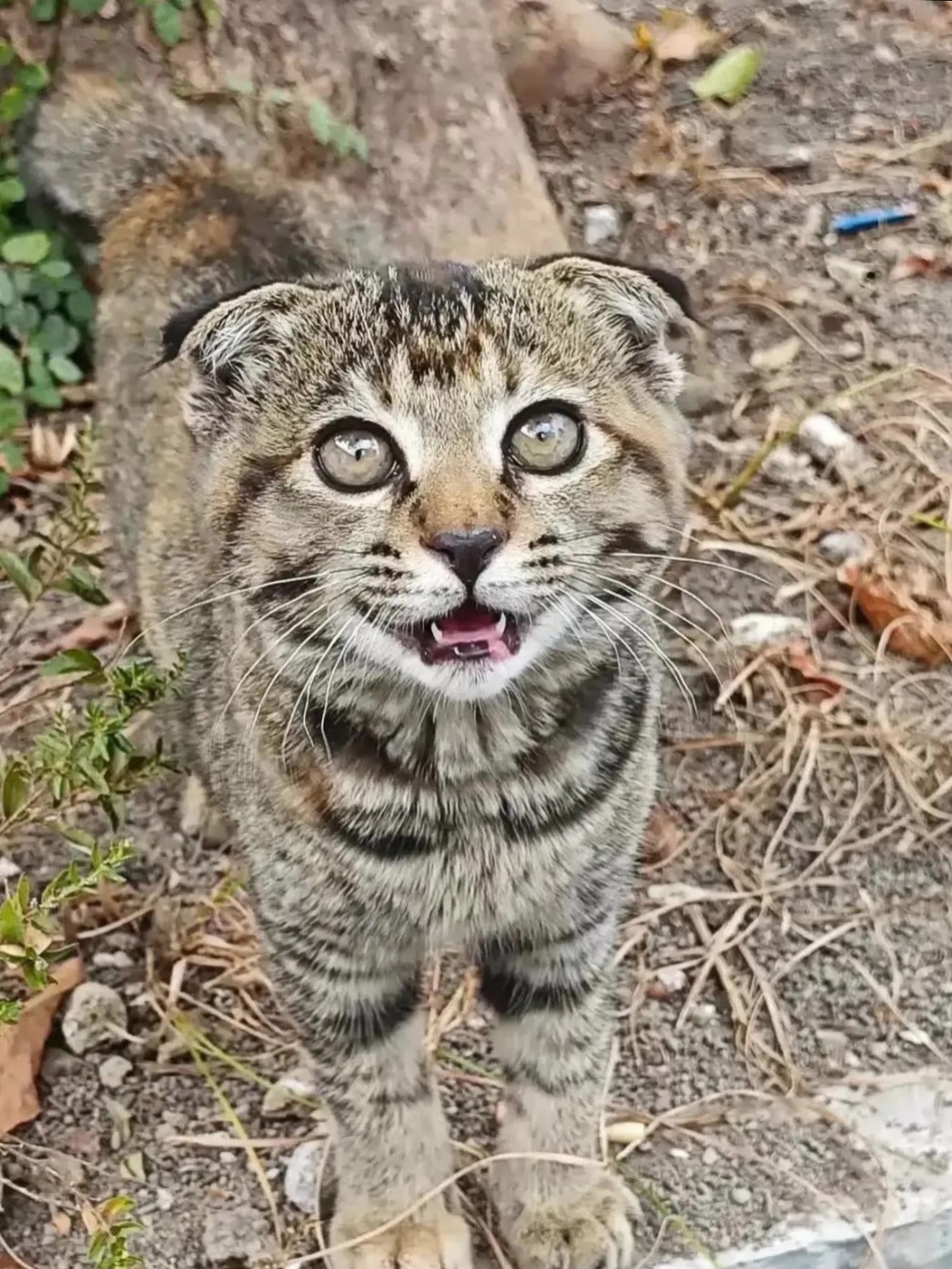 吉林北山小猫图片