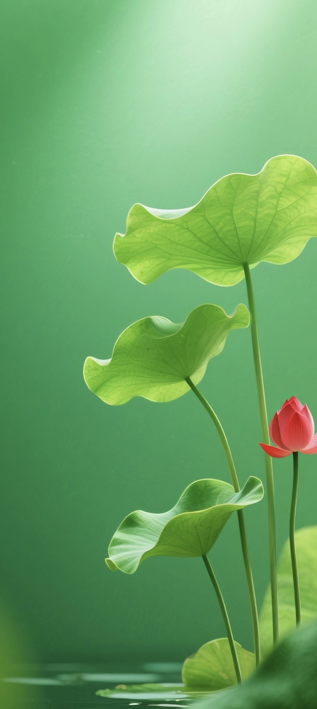 发几张荷花护眼壁纸"绿意盎然中,一朵红莲悄然绽放,清新脱俗,宛如初夏