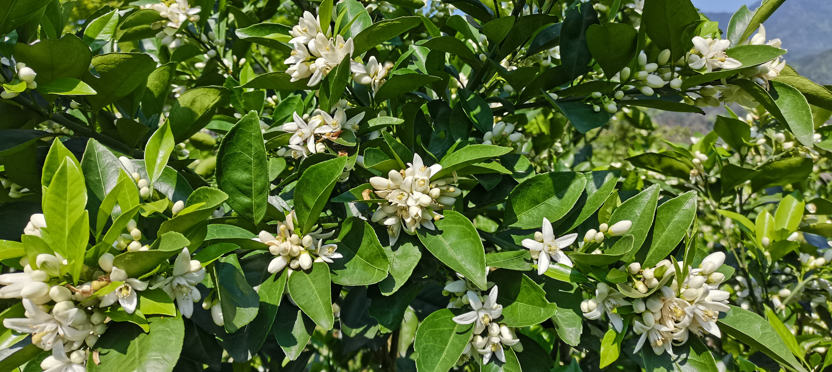 又到桔花飘香的季节,山间的果园里种满了砂糖桔,芦柑,橙子,柚子,各类