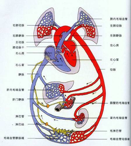 人体内血液流动方向图片