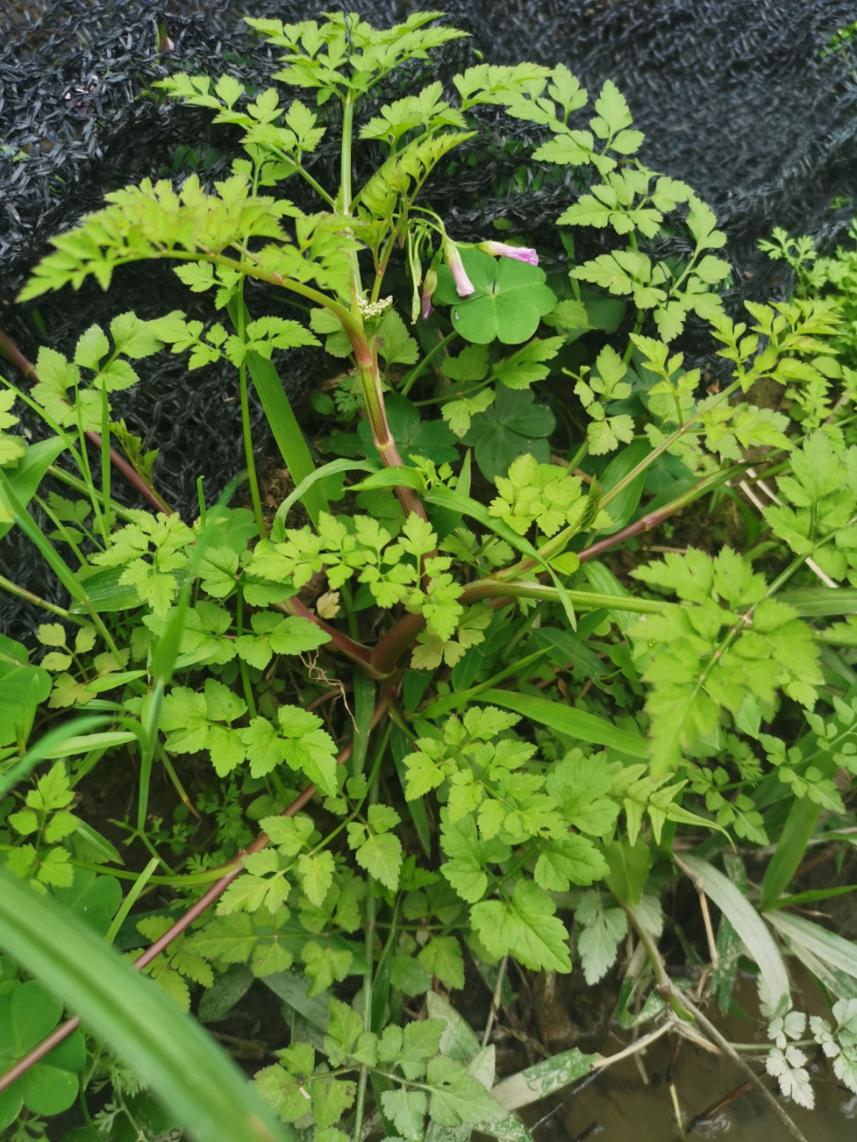 喜欢长在水沟边的野芹菜. #身边的植物