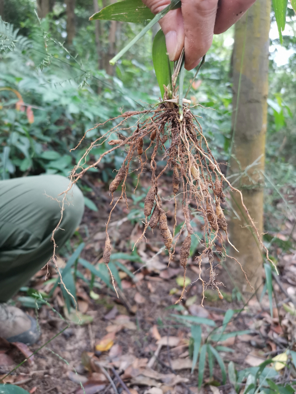山上的野生麦冬