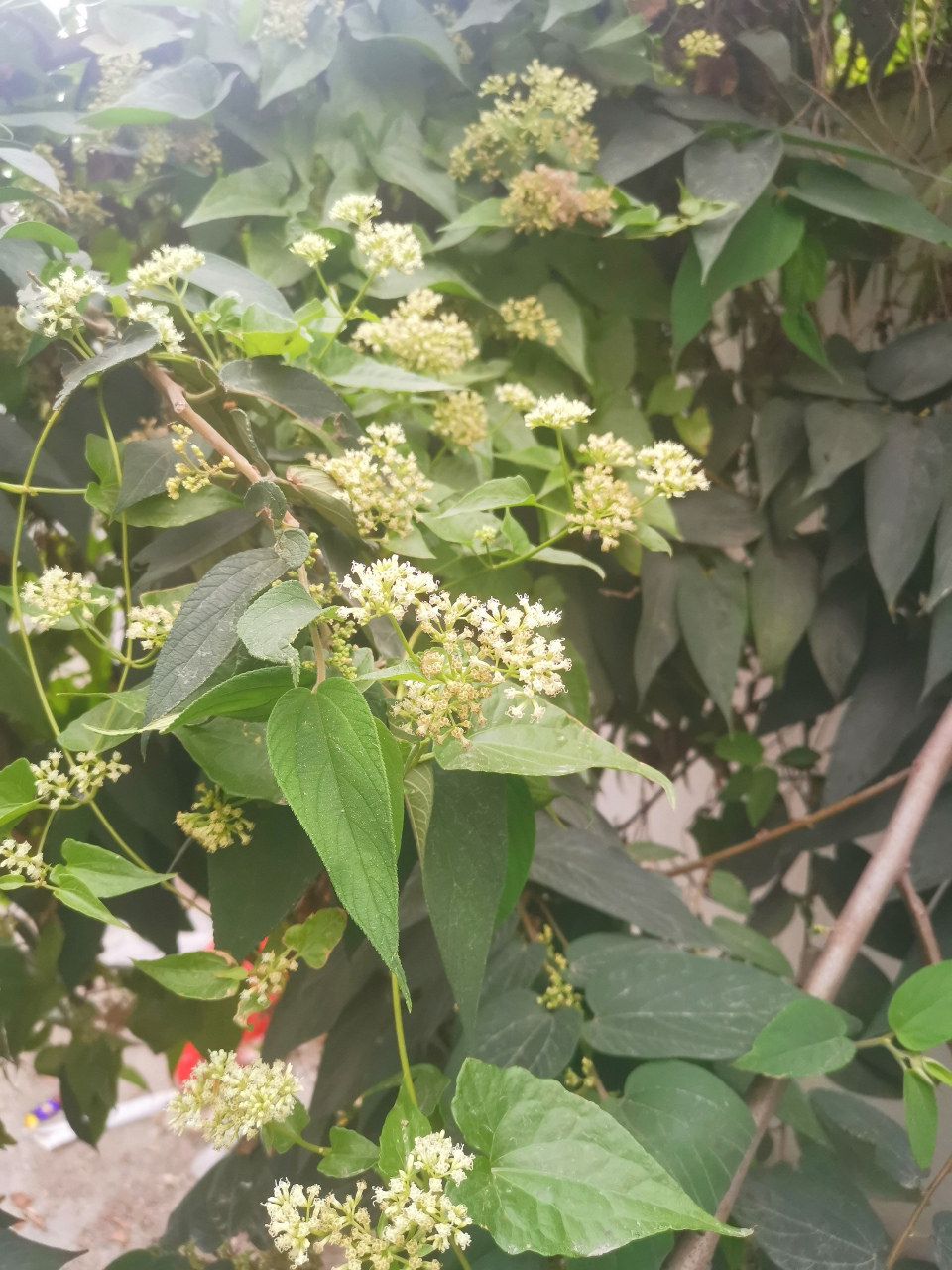植物杀手微甘菊 美丽中暗藏杀机的微甘菊,擅长缠绕和攀附在其他植物上