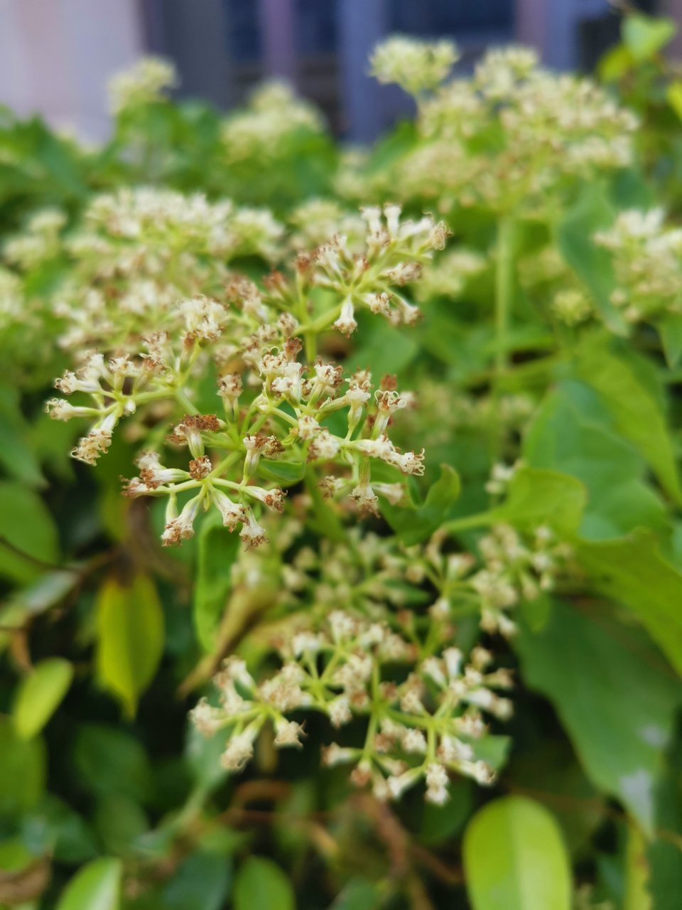 植物杀手薇甘菊图片