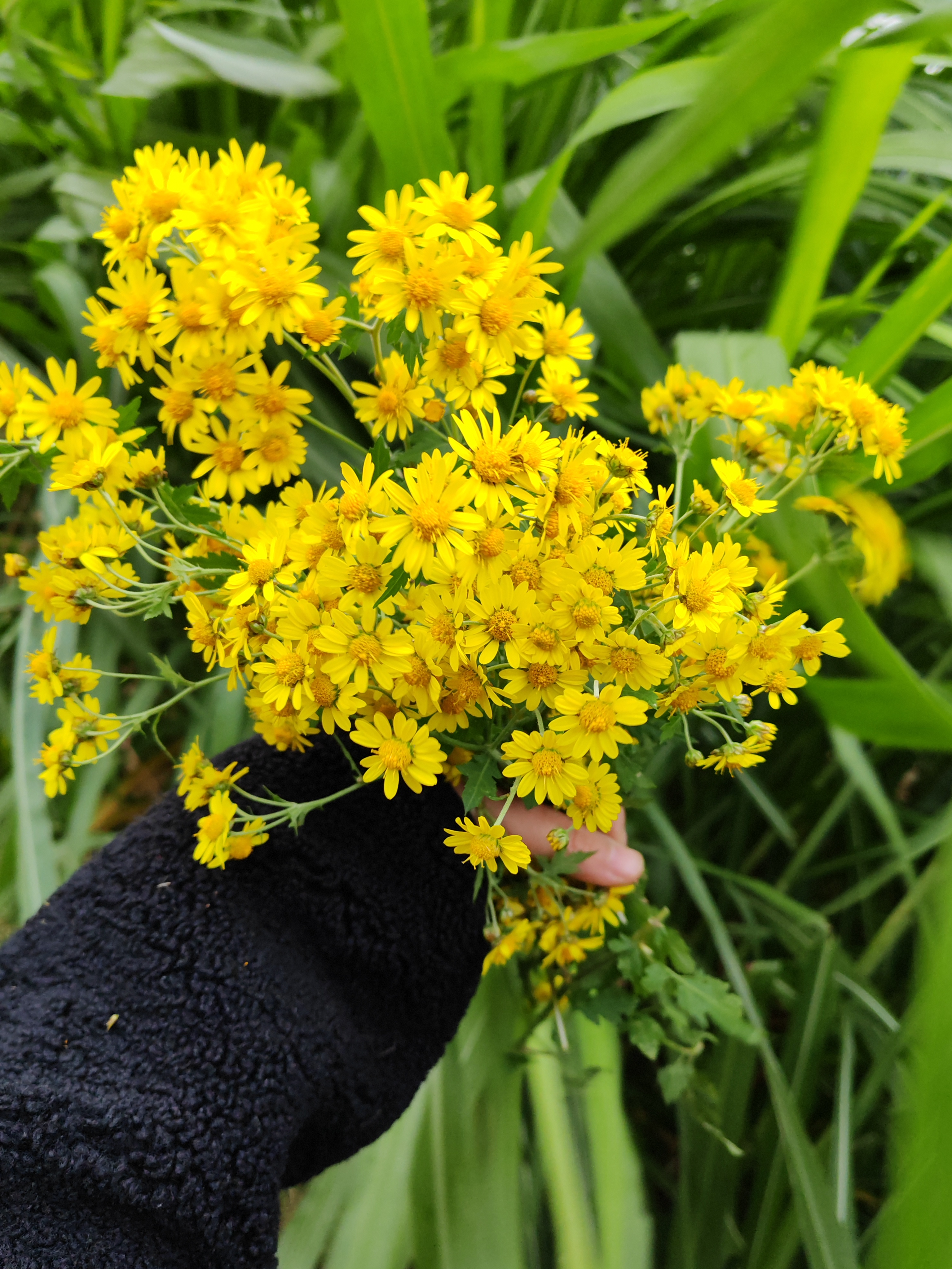 冬日里的小美好,野外采的一束野菊花  #黄色花朵 #自然之美 #生活空间