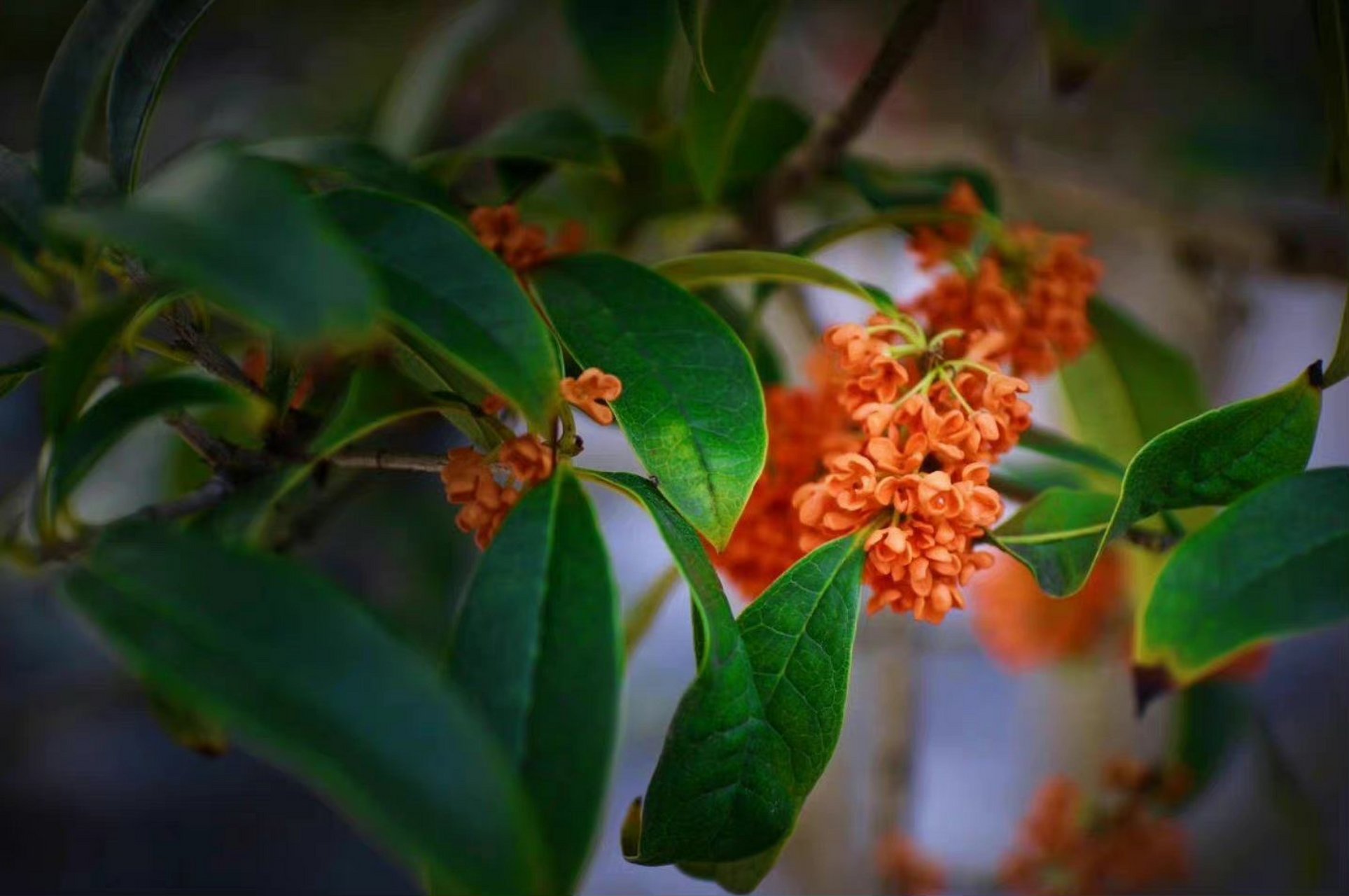莫羡三春桃与李,桂花成实向秋荣 .