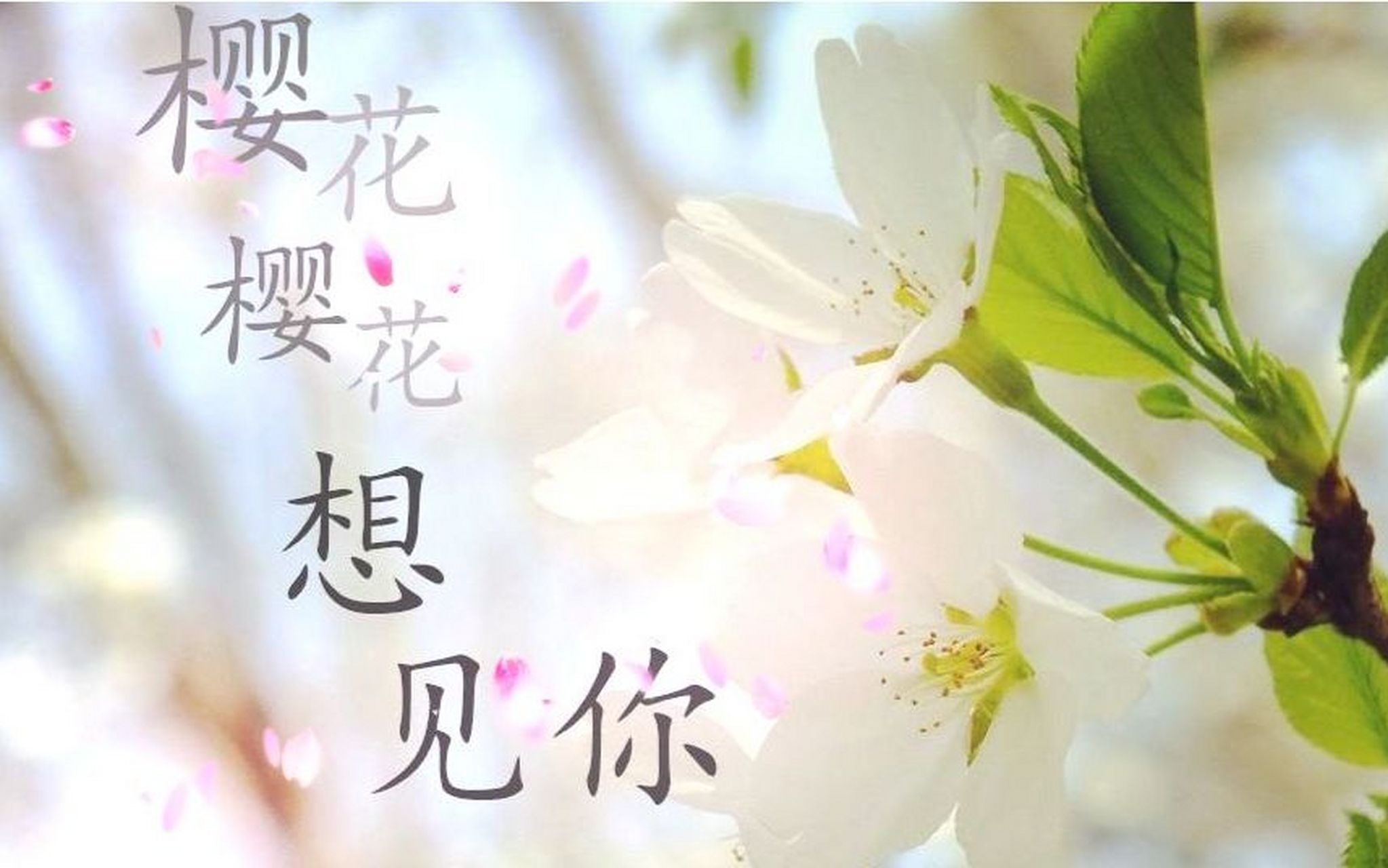 今花又开,我又想你  有一种缘分,散落天涯;有一种思念,魂牵梦绕.
